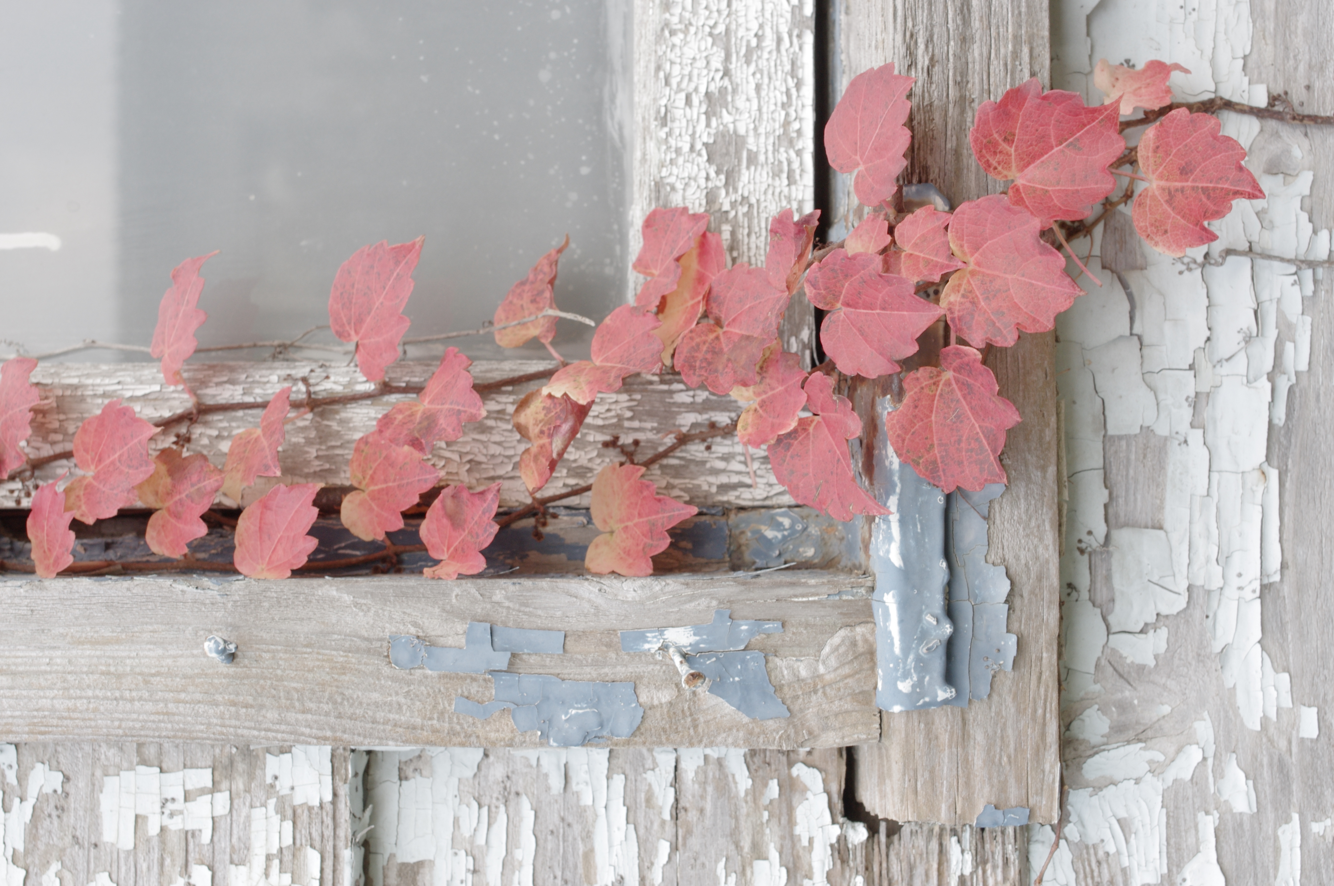 <b>画像仕上げ:ほのか<br>K-r / DA 35mm F2.4 AL / 約4.7MB / 2,848×4,288 / 1/80秒 / F8 / 0.0EV / ISO400 / WB:オート / 35mm</b>