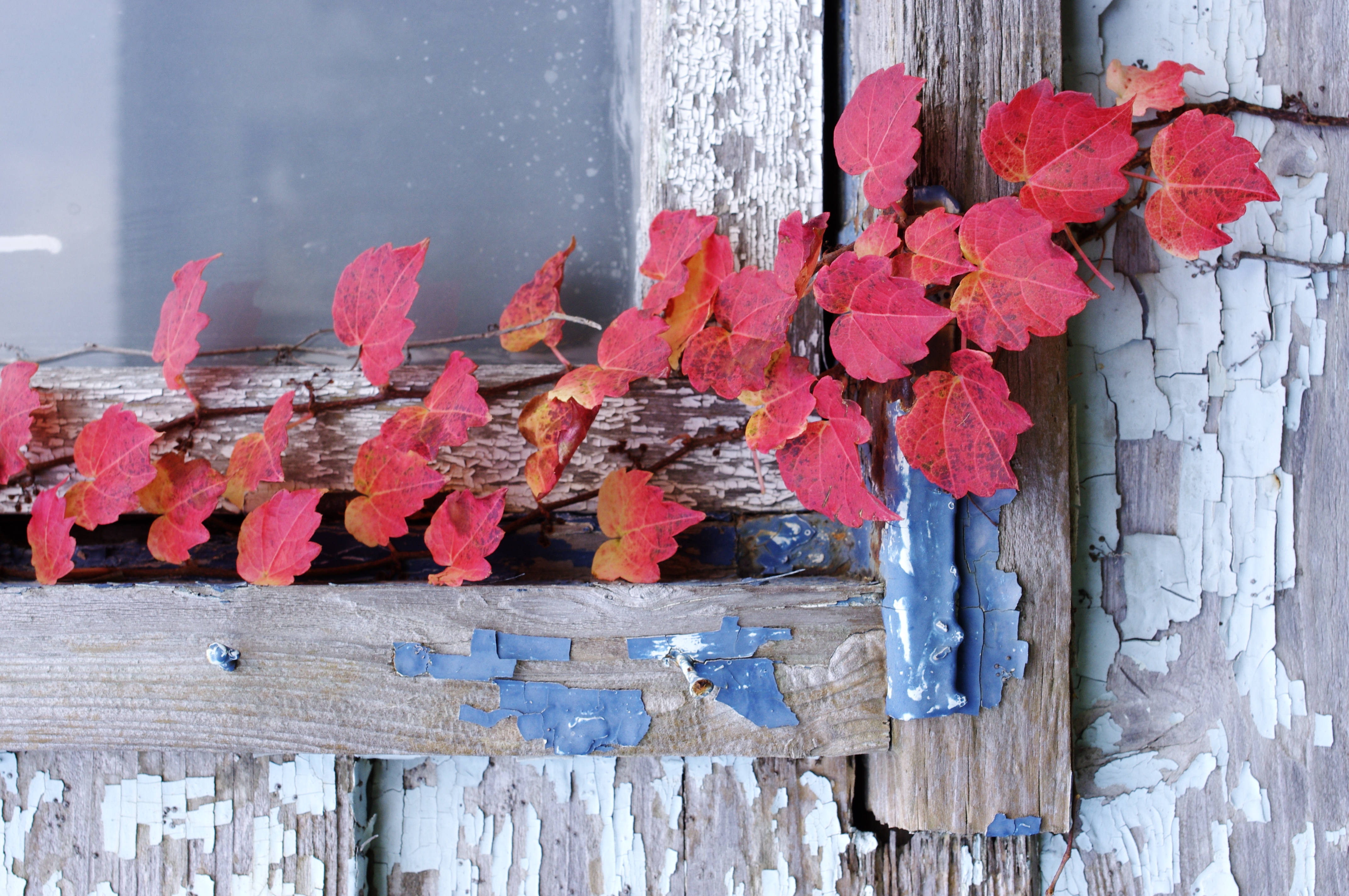 <b>画像仕上げ:リバーサルフィルム<br>K-r / DA 35mm F2.4 AL / 約5.3MB / 2,848×4,288 / 1/80秒 / F8 / 0.0EV / ISO400 / WB:オート / 35mm</b>