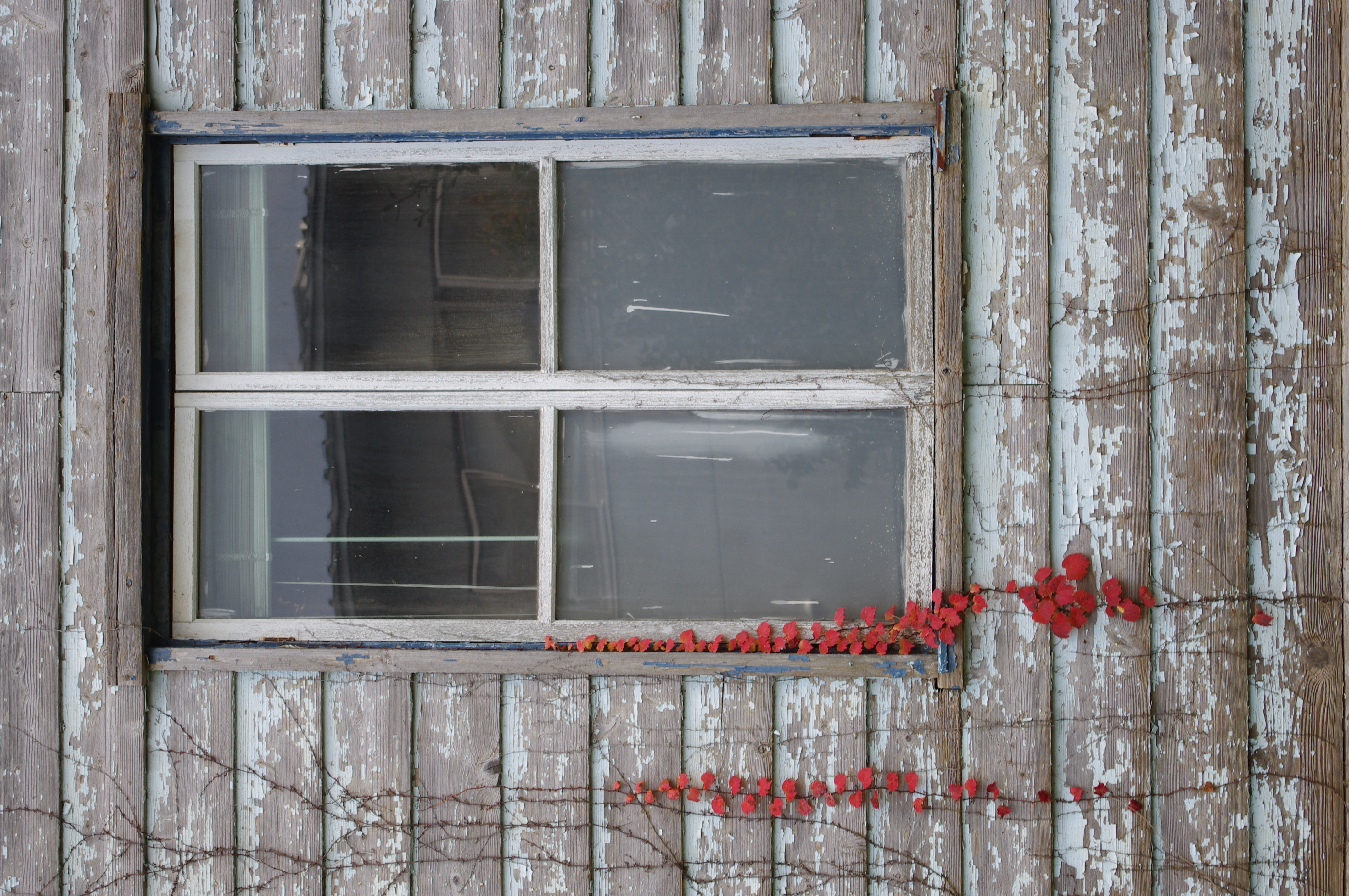 <b>K-r / DA 18-55mm F3.5-5.6 AL / 約5.3MB / 2,848×4,288 / 1/100秒 / F5.6 / 0.0EV / ISO100 / WB:オート / 50mm（レンズ収差補正オン）</b>