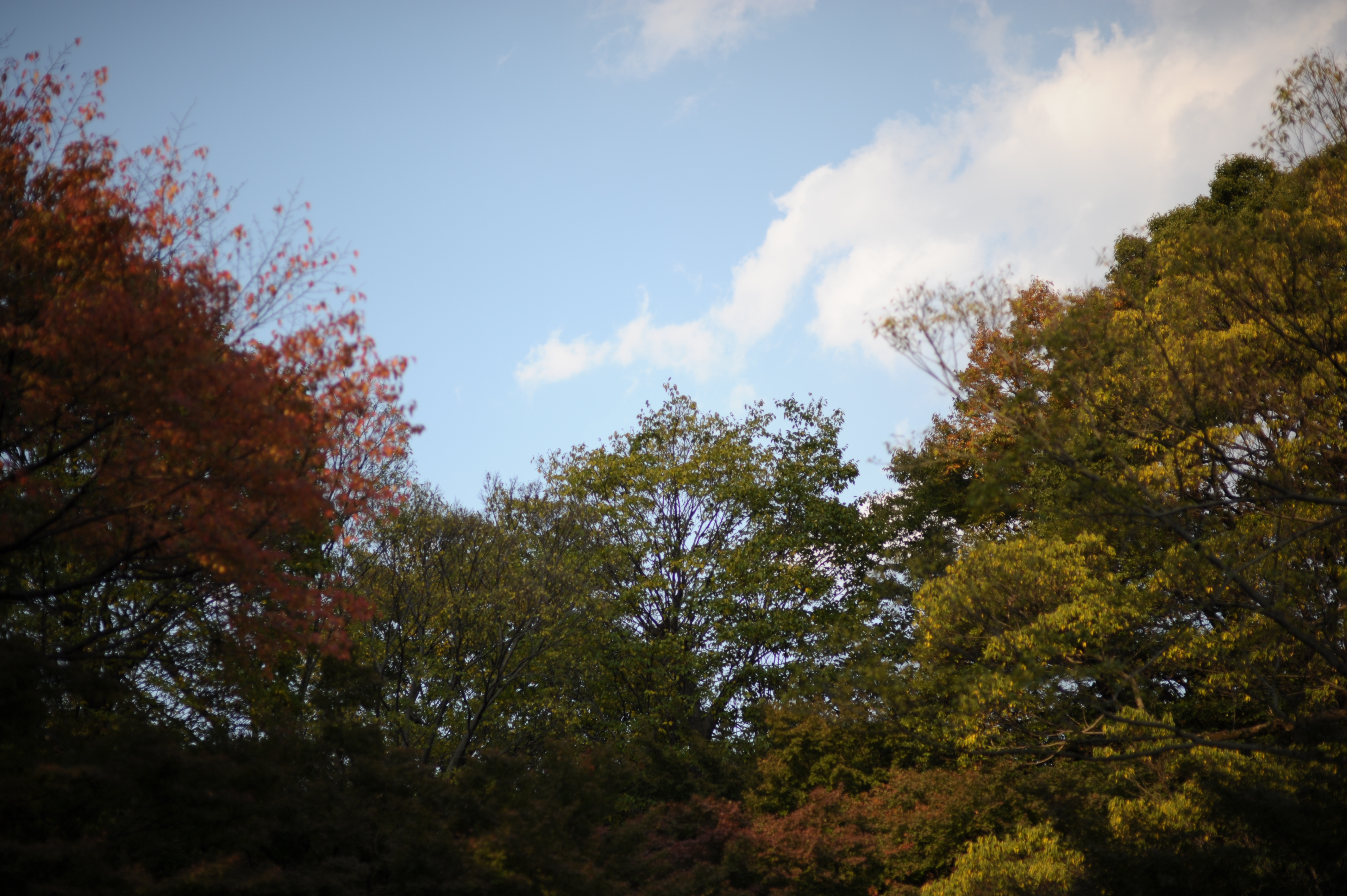 <b>F1.4<br>D700 / 85mm F1.4 EX DG HSM / 4,256×2,832 / 1/5,000秒 / 0EV / ISO200 / 絞り優先AE / WB:晴天</b>