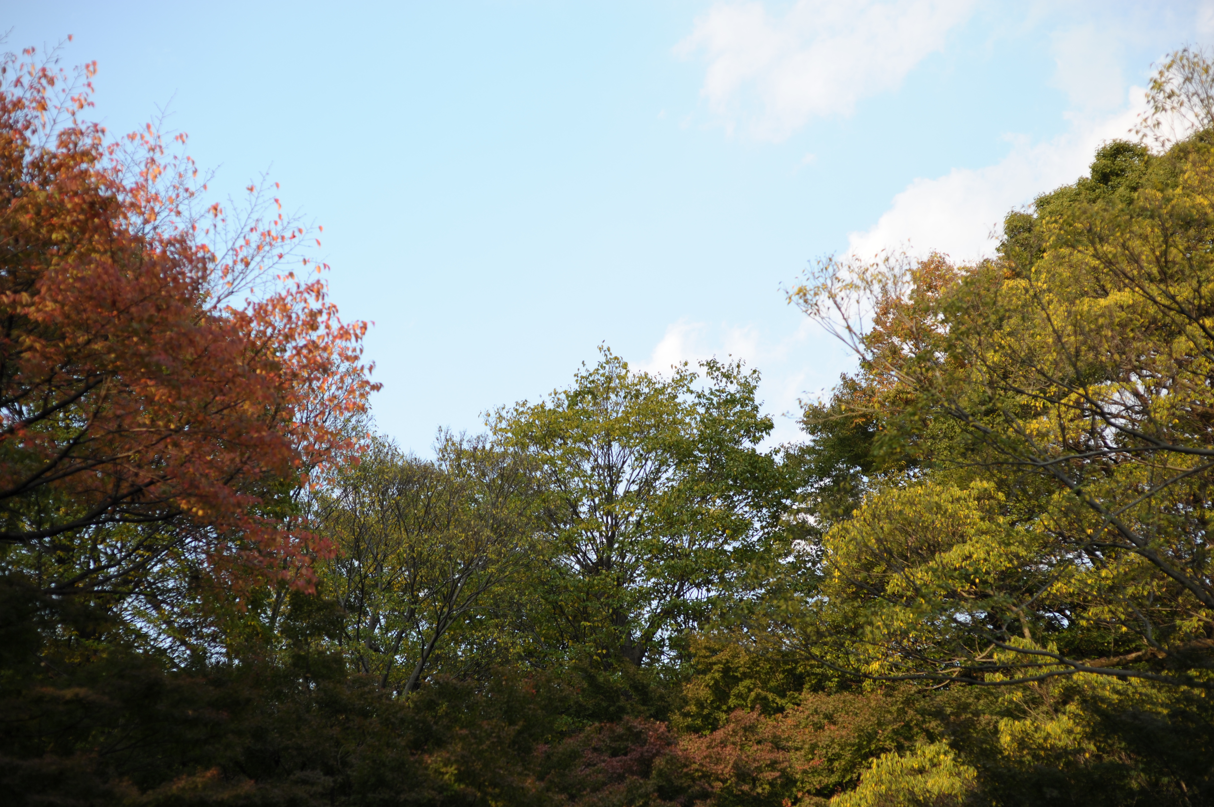 <b>F2.8<br>D700 / 85mm F1.4 EX DG HSM / 4,256×2,832 / 1/1,250秒 / 0EV / ISO200 / 絞り優先AE / WB:晴天</b>