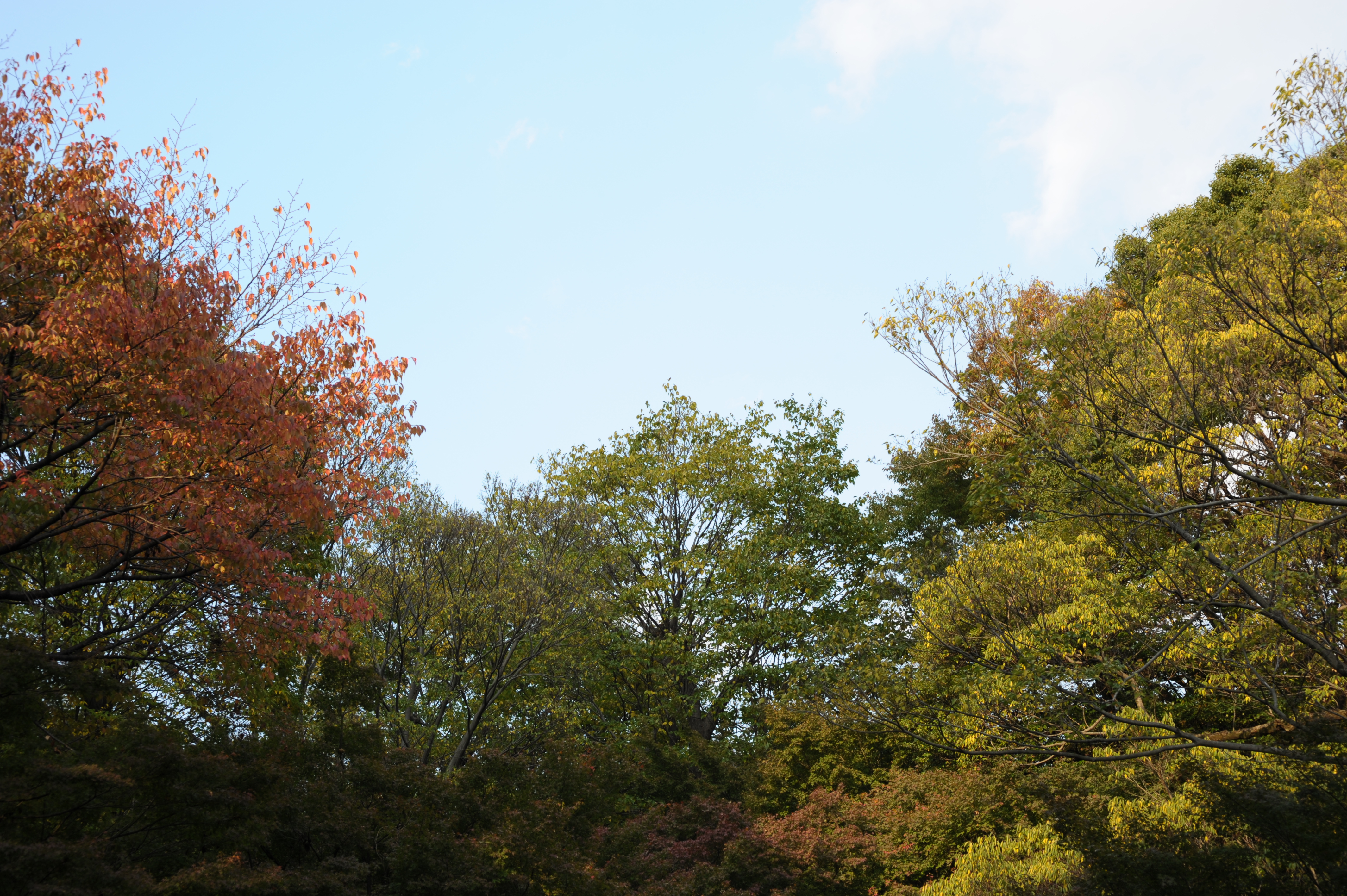 <b>F8<br>D700 / 85mm F1.4 EX DG HSM / 4,256×2,832 / 1/160秒 / 0EV / ISO200 / 絞り優先AE / WB:晴天</b>