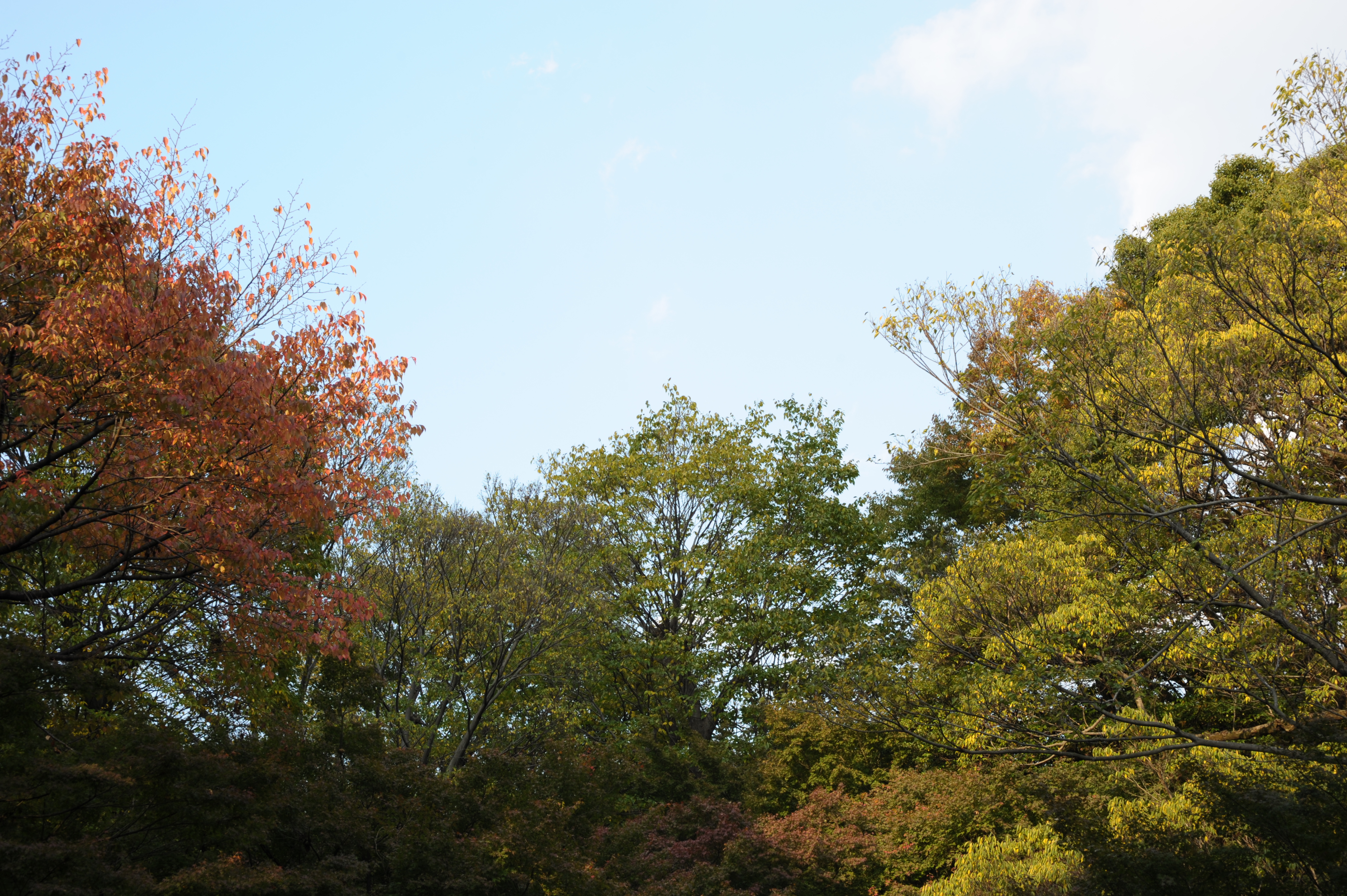 <b>F11<br>D700 / 85mm F1.4 EX DG HSM / 4,256×2,832 / 1/80秒 / 0EV / ISO200 / 絞り優先AE / WB:晴天</b>