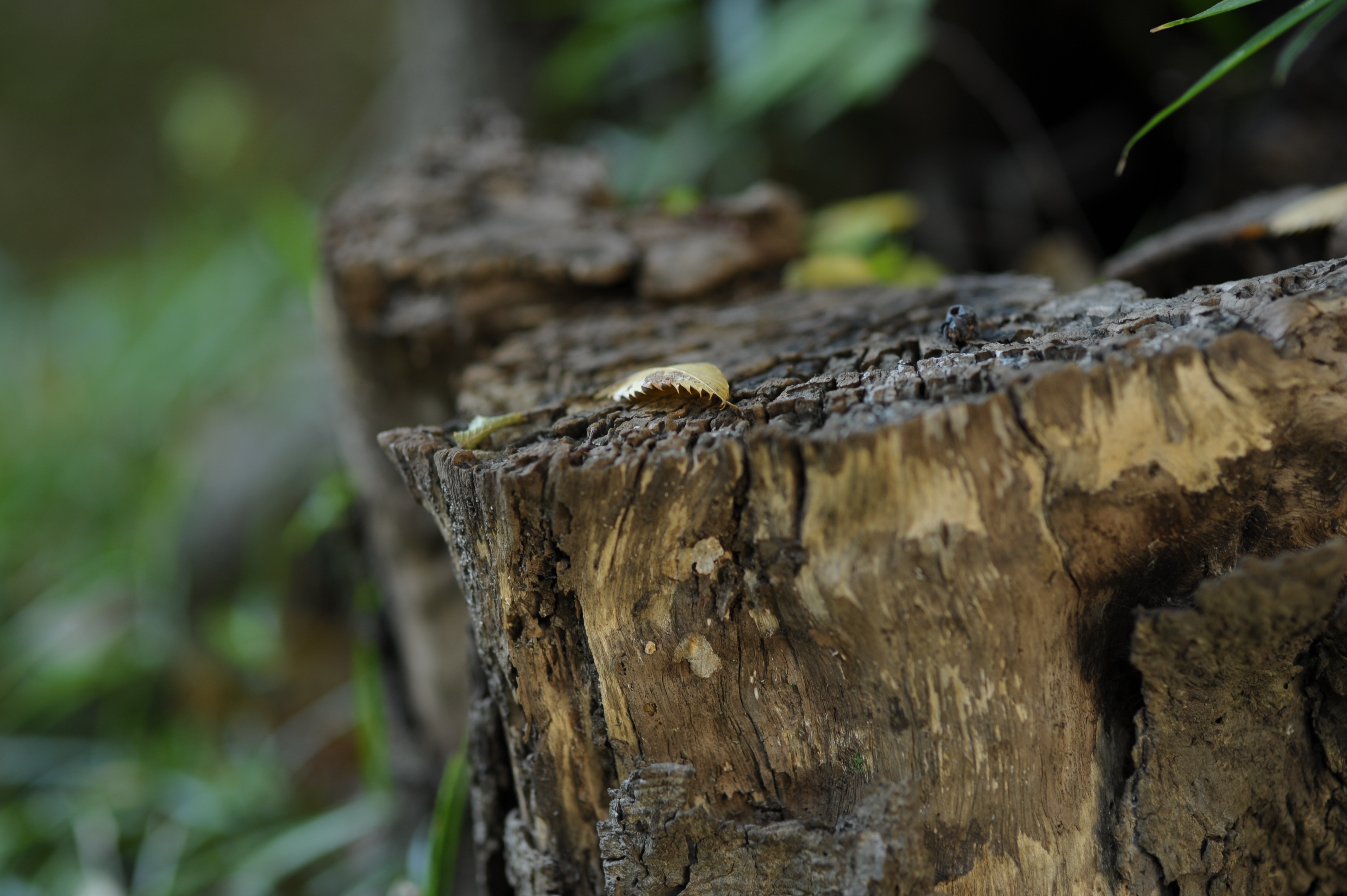 <b>ズームと違って神経質なボケ方になってないのが単焦点らしいところ。って、この明るさのズームなんてほとんどありませんけど<br>D700 / 85mm F1.4 EX DG HSM / 4,256×2,832 / 1/60秒 / F2.2 / -1.3EV / ISO200 / 絞り優先AE / WB:晴天</b>