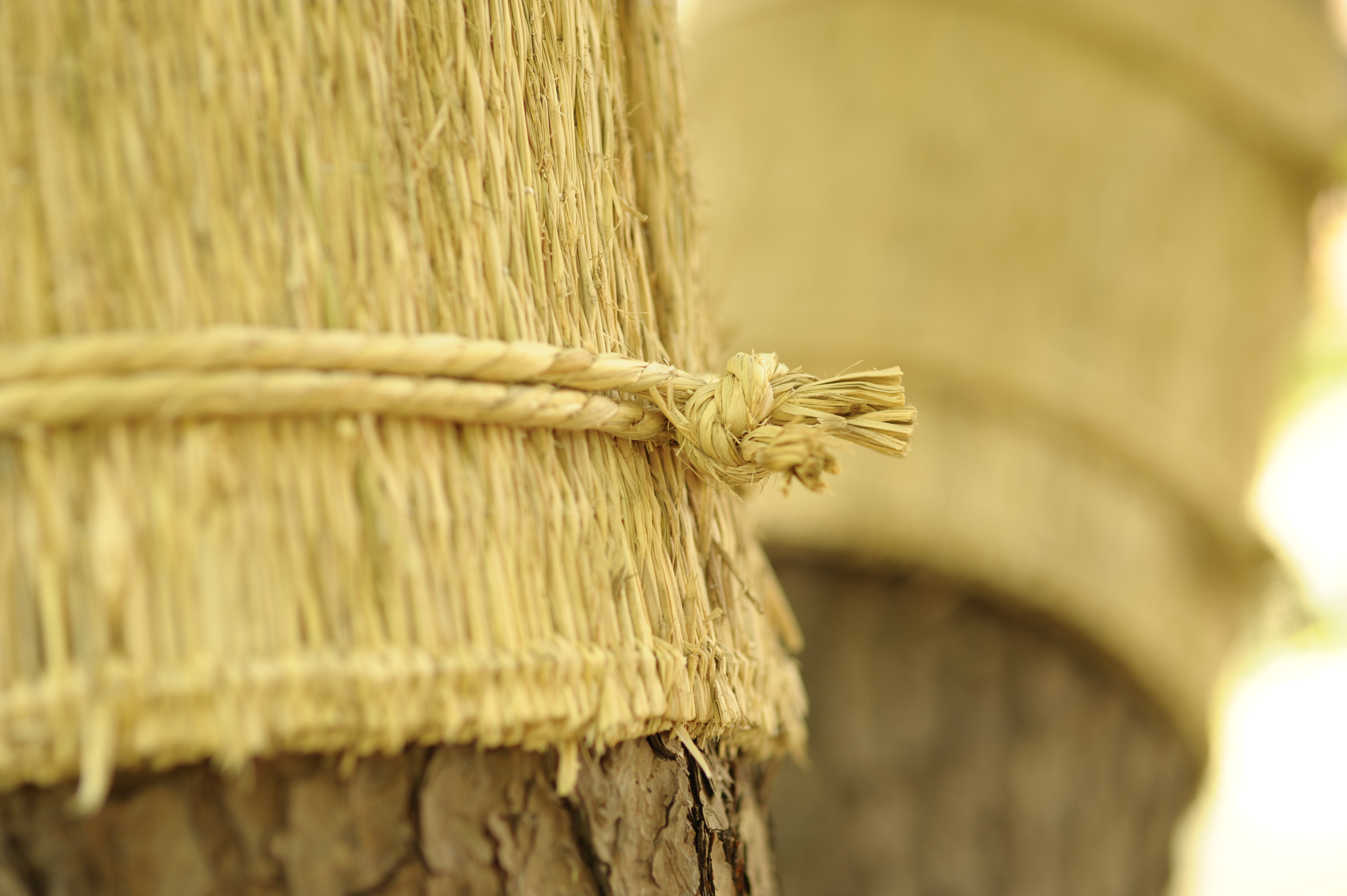 <b>ある程度ファインダー性能の高いカメラでないと、絞り開放付近のピントのコントロールは難しい。D700でよかったなぁと思う<br>D700 / 85mm F1.4 EX DG HSM / 4,256×2,832 / 1/80秒 / F2 / 0EV / ISO200 / 絞り優先AE / WB:晴天</b>