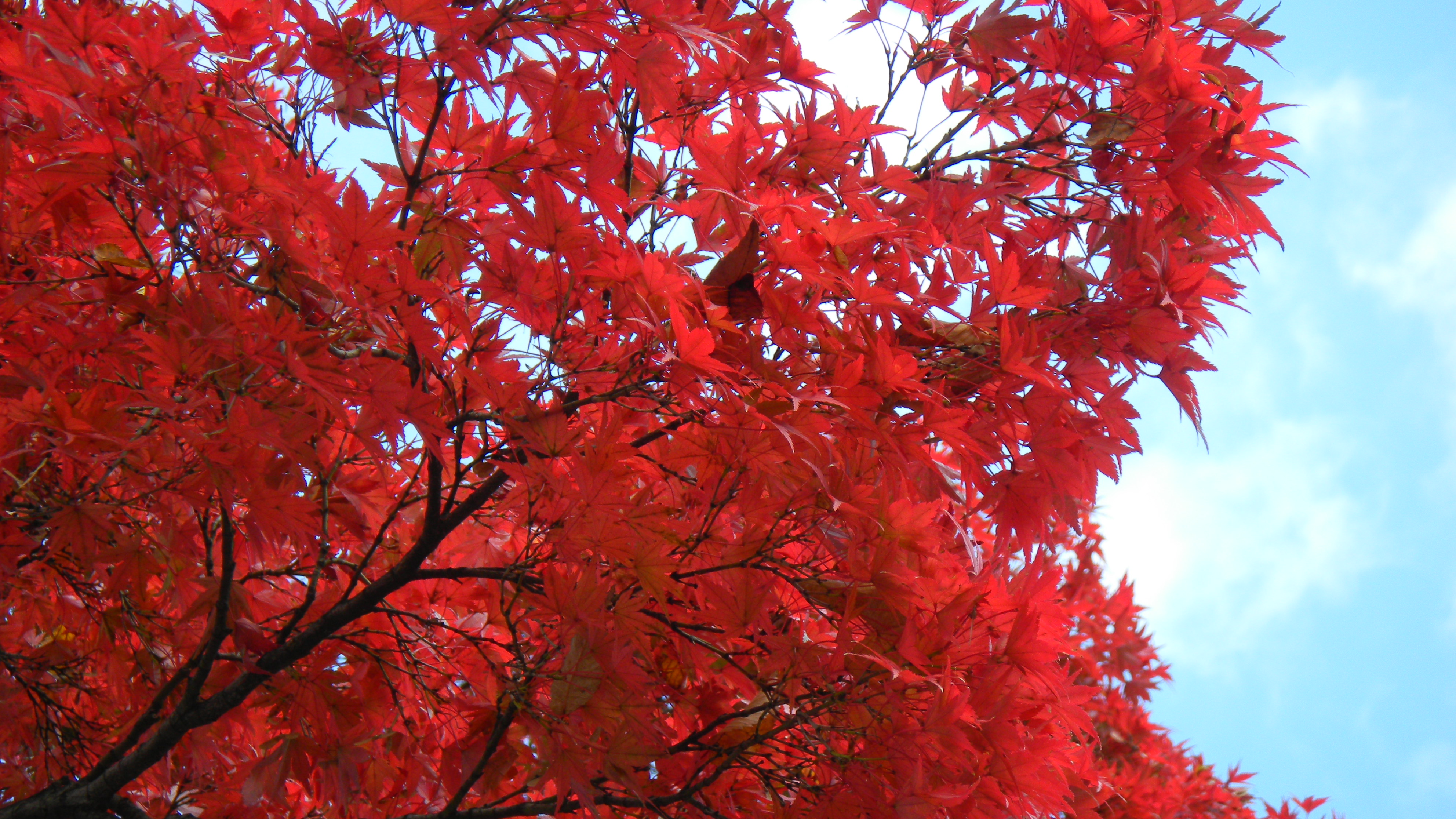 <b>シーンモード:風景<br>COOLPIX S80 / 約1.9MB / 3,968×2,232 / 1/108秒 / F4.2 / 0.0EV / ISO80 / WB:オート / 20.5mm</b>