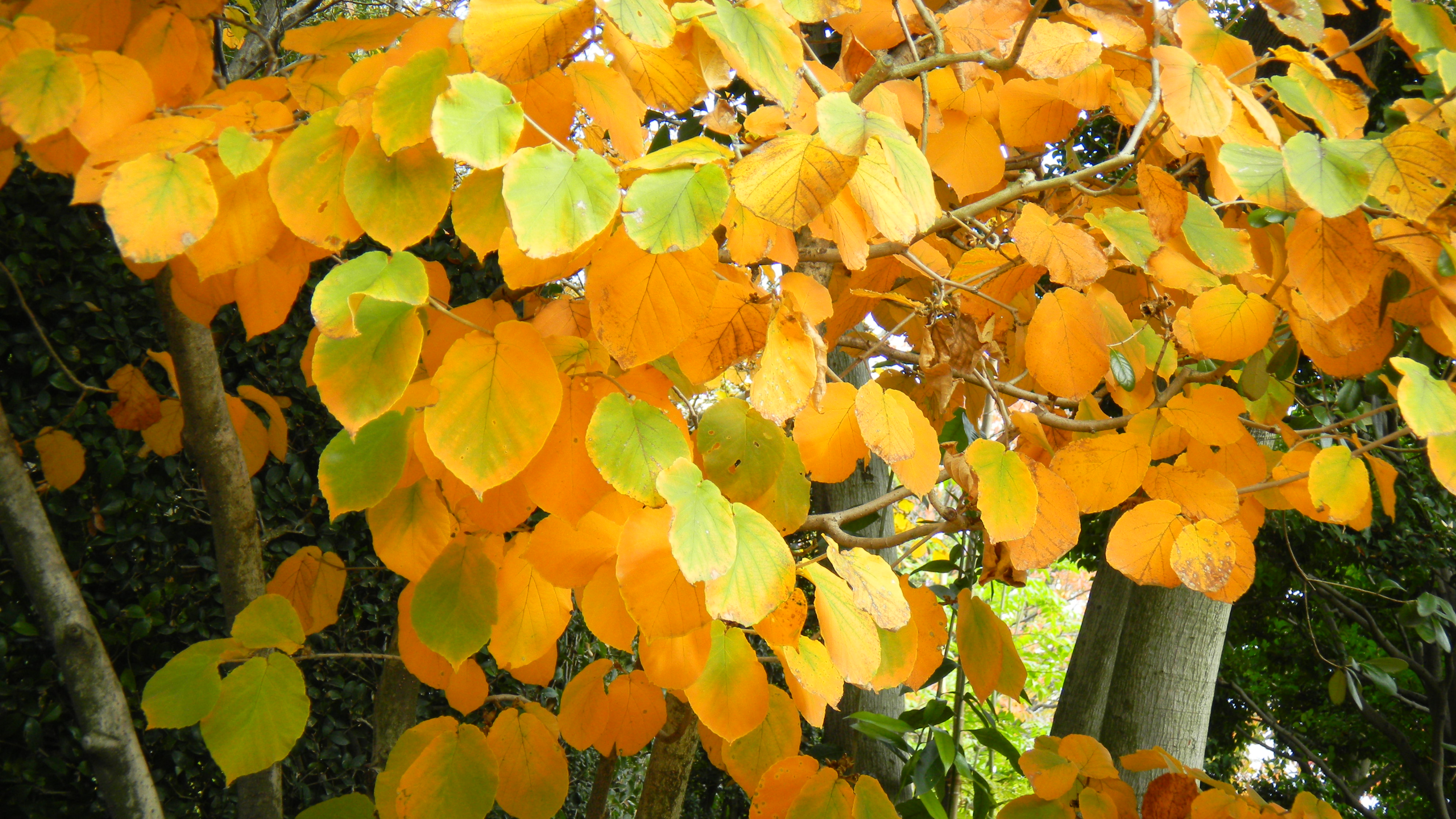 <b>シーンモード:風景<br>COOLPIX S80 / 約1.9MB / 3,968×2,232 / 1/56秒 / F4.1 / 0.0EV / ISO80 / WB:オート / 16.8mm</b>