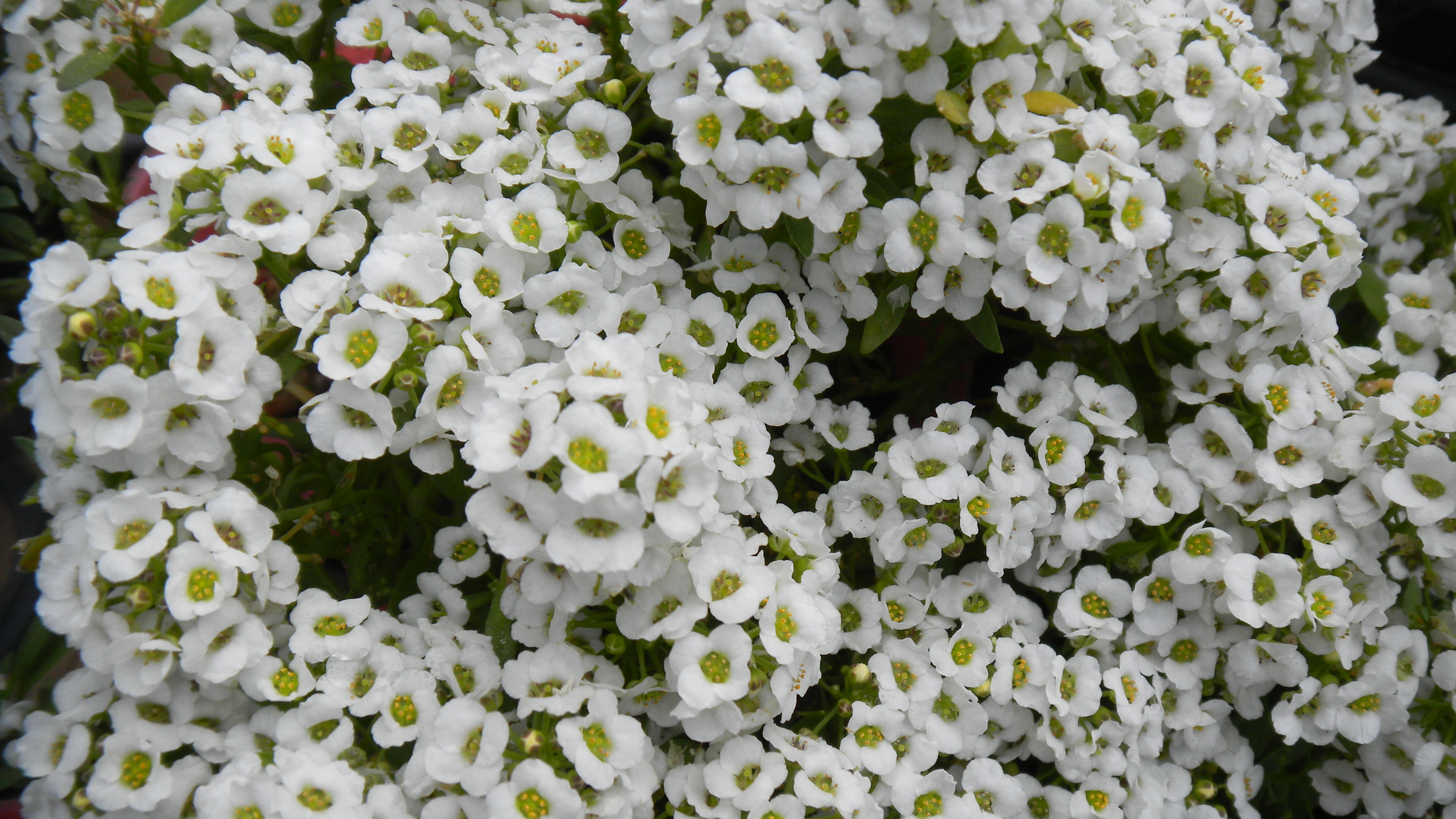 <b>シーンモード:クローズアップ<br>COOLPIX S80 / 約1.9MB / 3,968×2,232 / 1/416秒 / F3.6 / 0.0EV / ISO80 / WB:オート / 6.3mm</b>