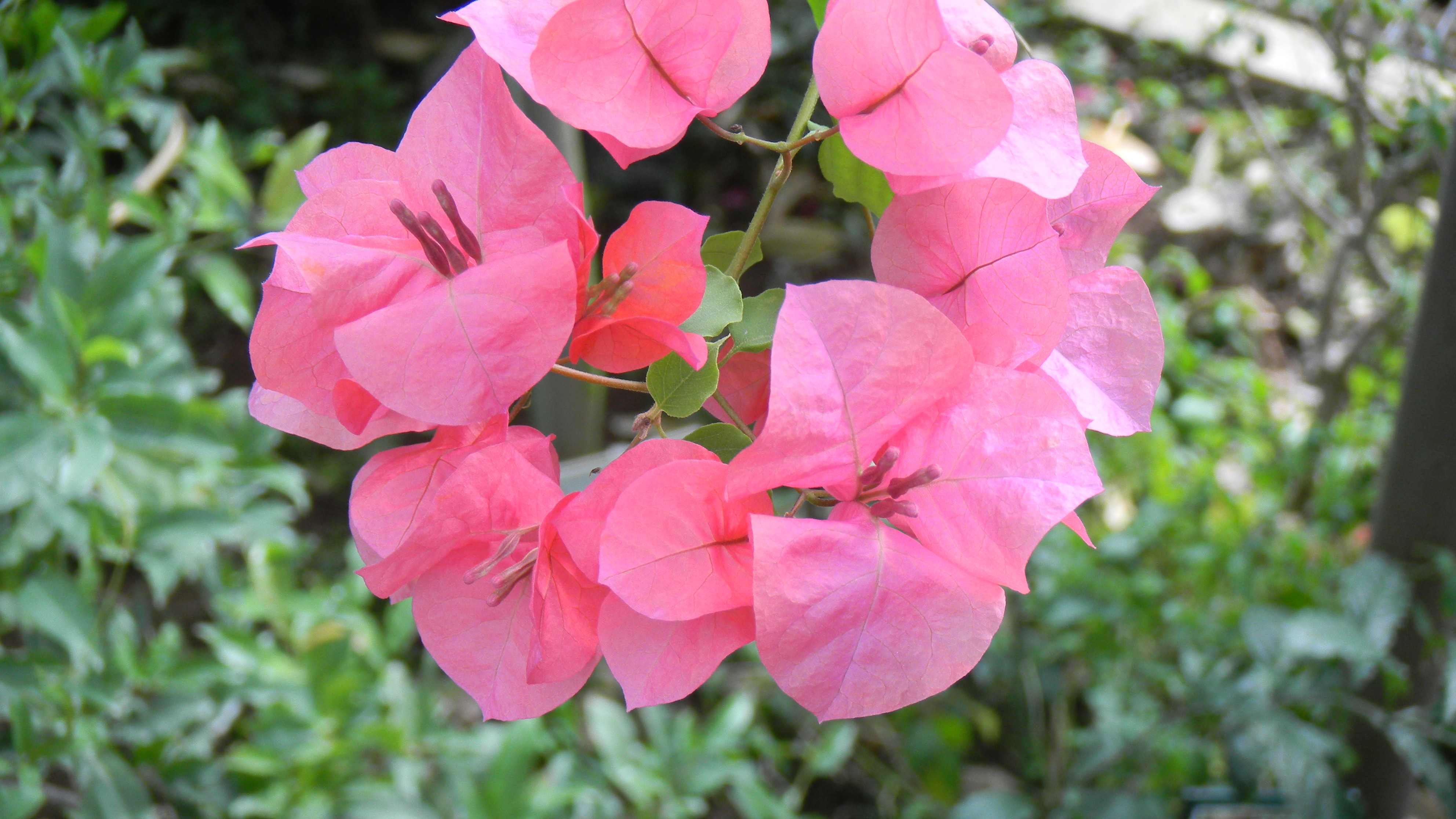 <b>シーンモード:クローズアップ<br>COOLPIX S80 / 約2.0MB / 3,968×2,232 / 1/37秒 / F4 / 0.0EV / ISO80 / WB:オート / 12.6mm</b>