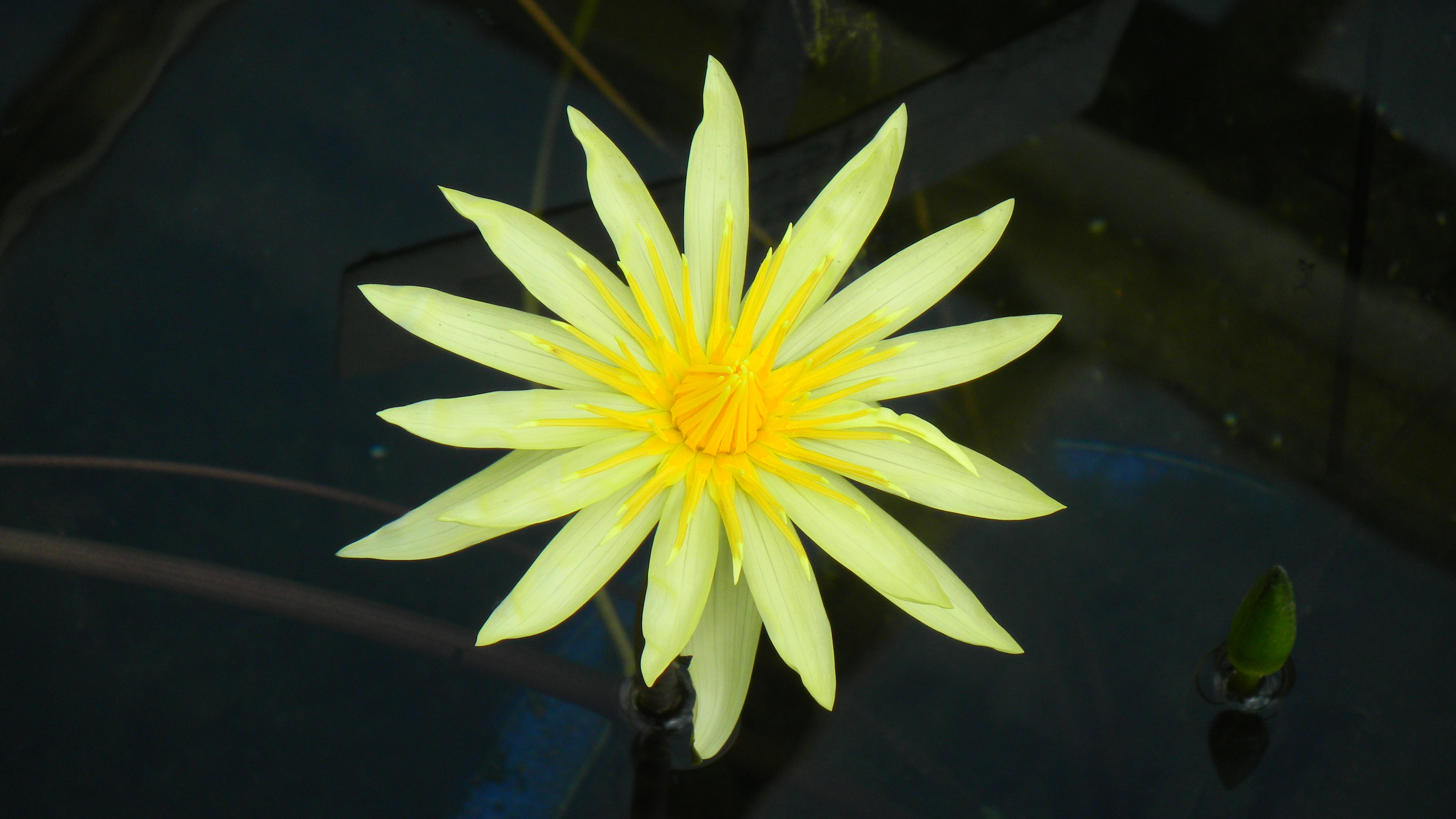 <b>シーンモード:クローズアップ<br>COOLPIX S80 / 約2.0MB / 3,968×2,232 / 1/93秒 / F4.8 / 0.0EV / ISO80 / WB:オート / 31.5mm</b>