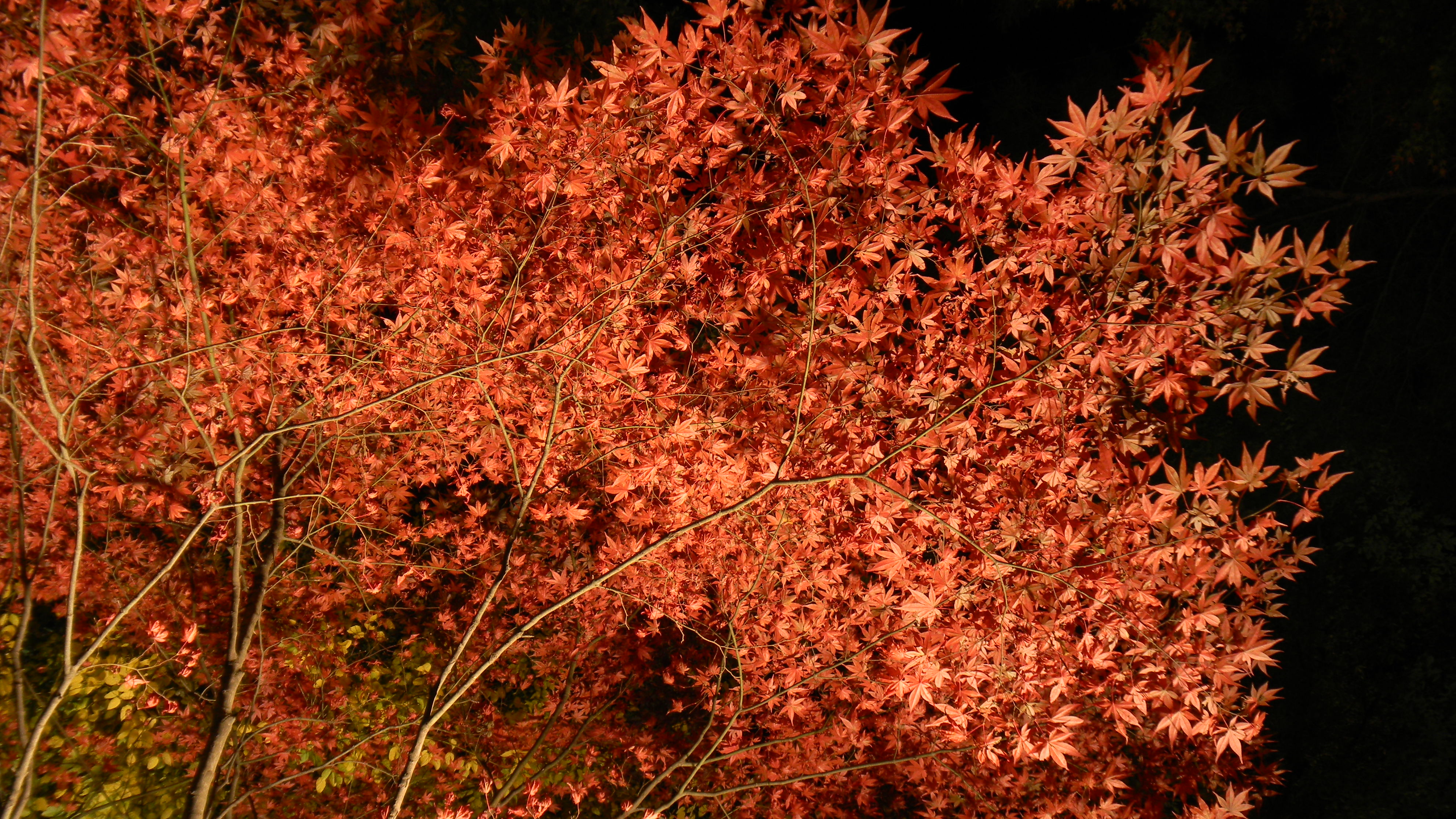 <b>COOLPIX S80 / 約2.0MB / 3,968×2,232 / 1.0秒 / F3.6 / -0.7EV / ISO80 / WB:晴天 / 6.3mm</b>