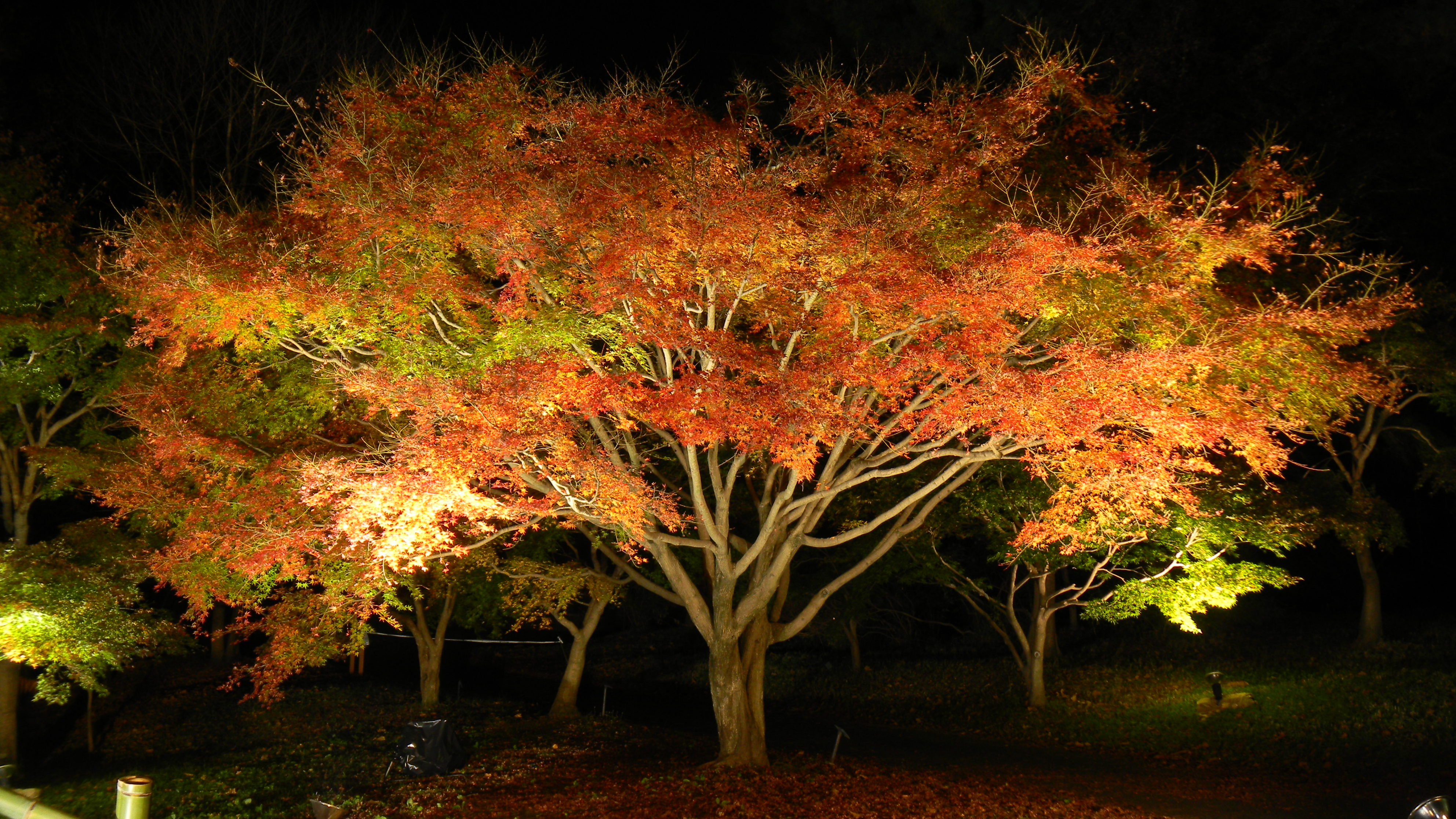 <b>COOLPIX S80 / 約1.9MB / 3,968×2,232 / 1.0秒 / F3.7 / -0.7EV / ISO80 / WB:晴天 / 7.1mm</b>