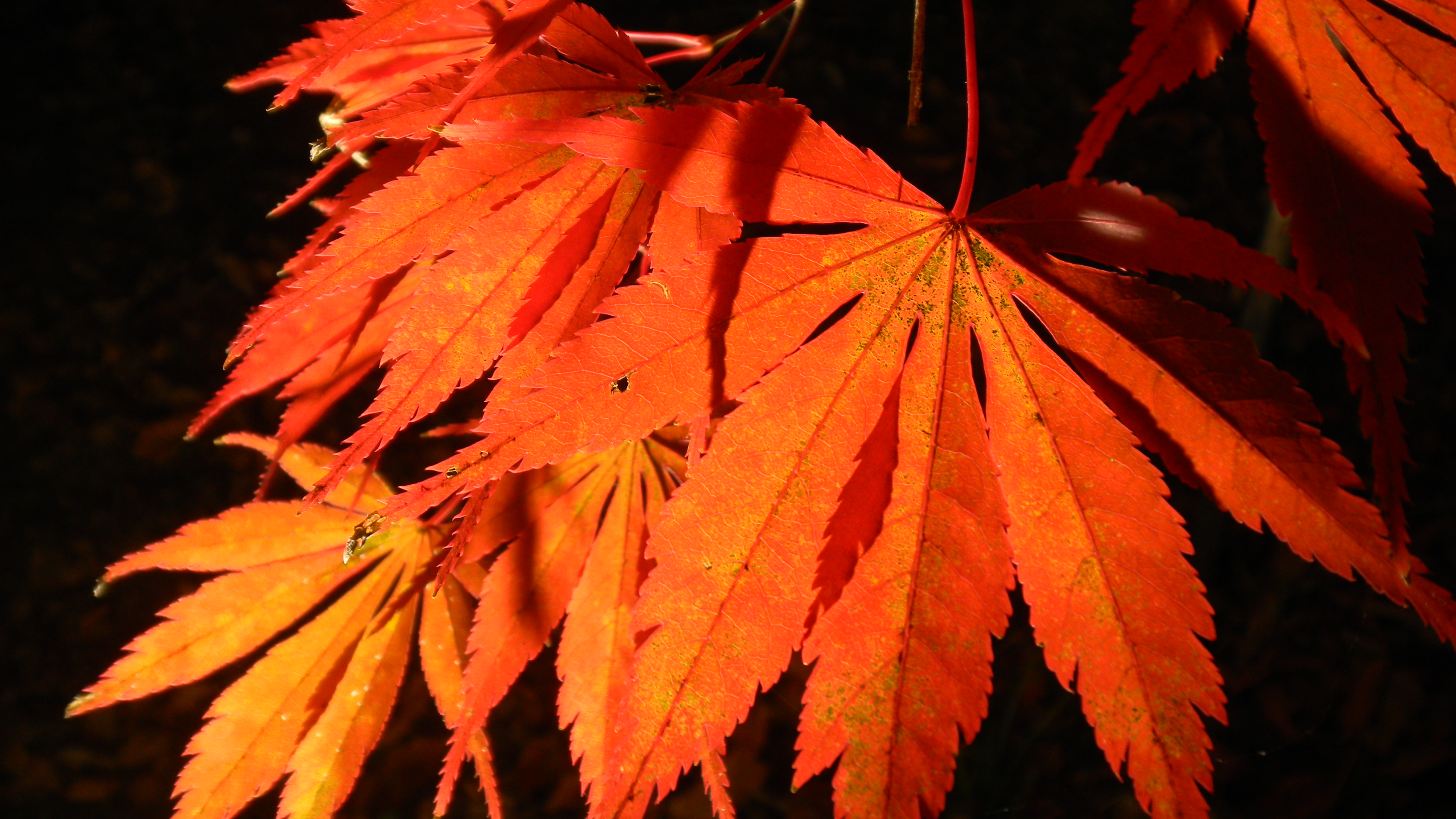 <b>COOLPIX S80 / 約1.9MB / 3,968×2,232 / 1/4秒 / F3.6 / -0.7EV / ISO80 / WB:晴天 / 6.3mm</b>