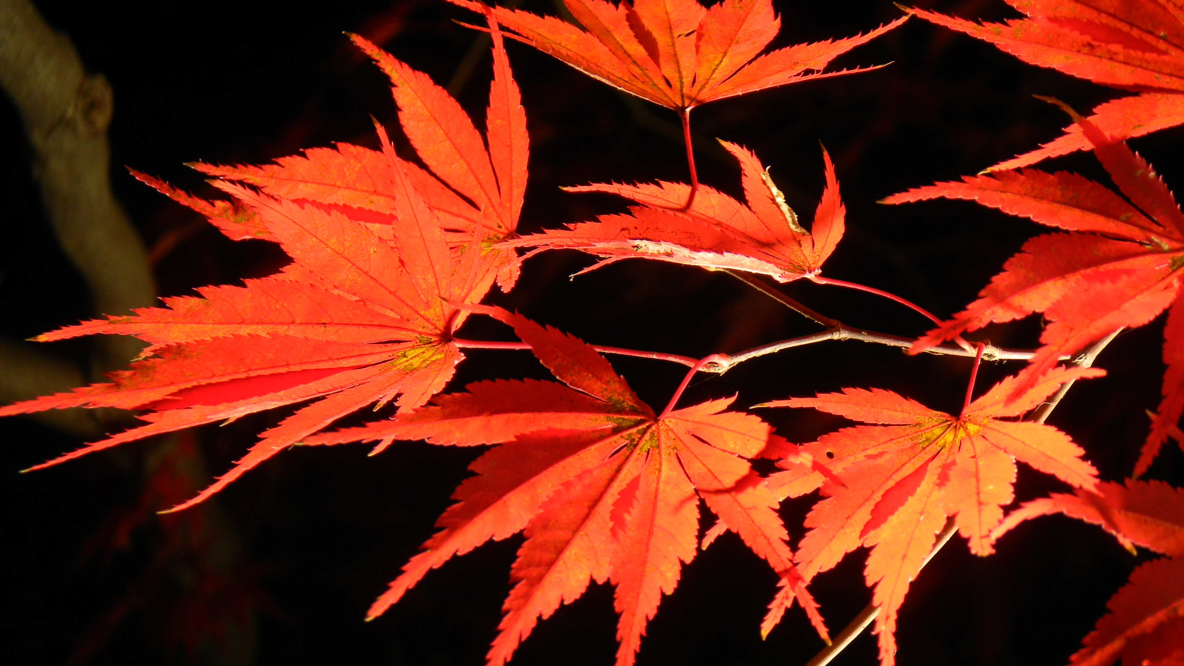 <b>COOLPIX S80 / 約1.9MB / 3,968×2,232 / 1/5秒 / F4.1 / -0.7EV / ISO80 / WB:晴天 / 16.8mm</b>