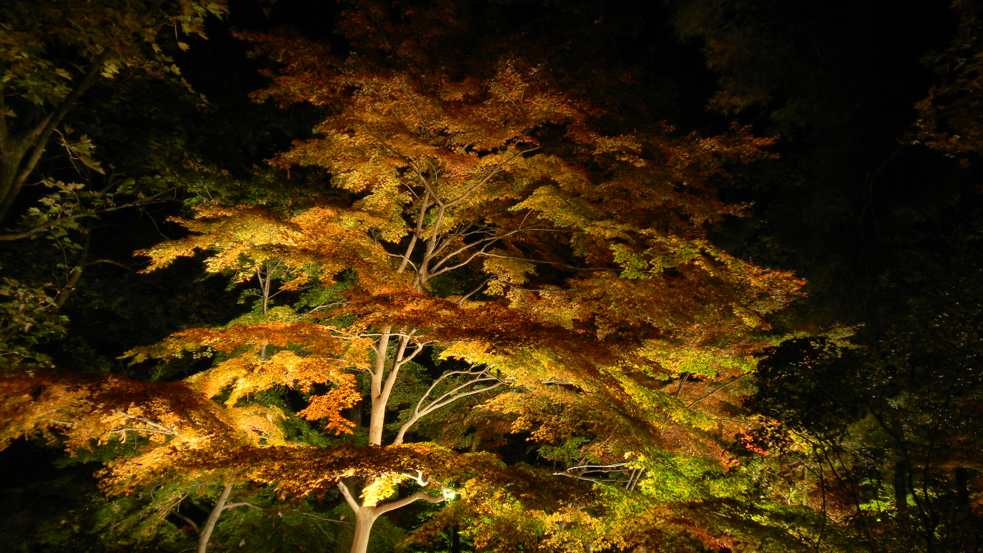 <b>COOLPIX S80 / 約1.9MB / 3,968×2,232 / 1.0秒 / F3.6 / -0.7EV / ISO80 / WB:晴天 / 6.3mm</b>