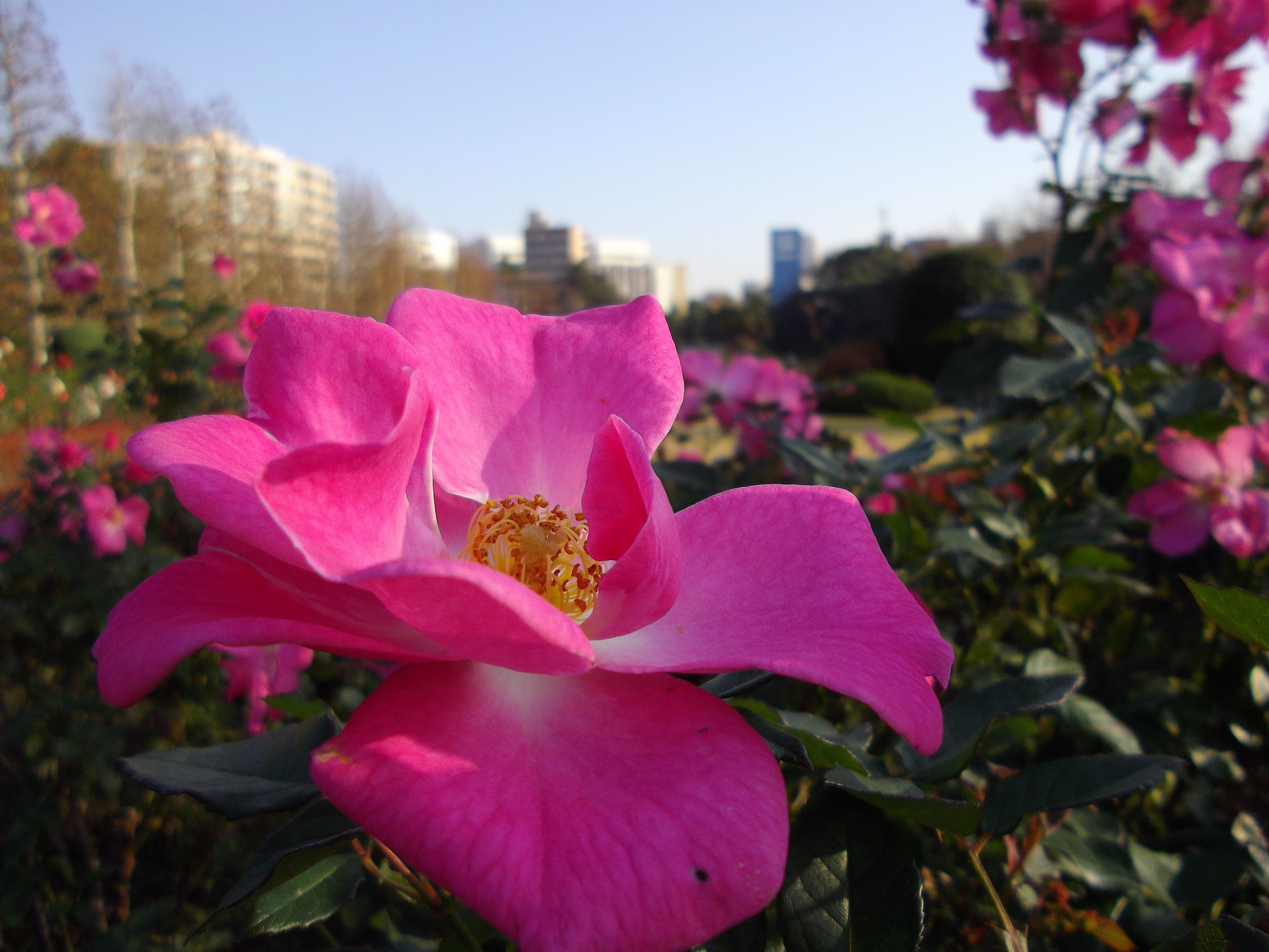 <b>マクロモード（広角端）<br>Optio RS1000 / 約2.2MB / 4,288×3,216 / 1/500秒 / F3.2 / 0EV / ISO100 / 4.9mm</b>