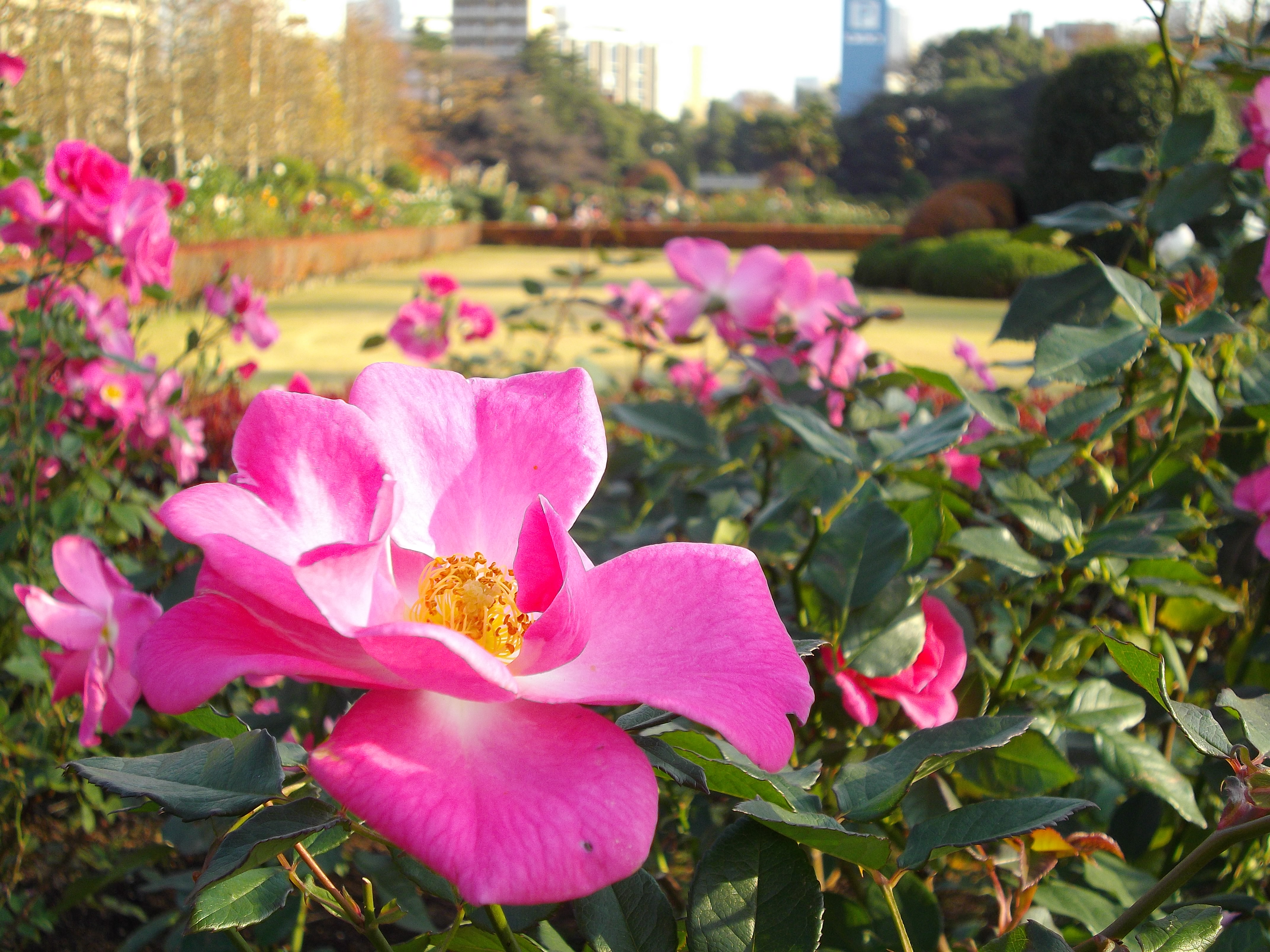 <b>マクロモード（望遠端）<br>Optio RS1000 / 約2.9MB / 4,288×3,216 / 1/125秒 / F4.3 / +0.3EV / ISO100 / 8.2mm</b>