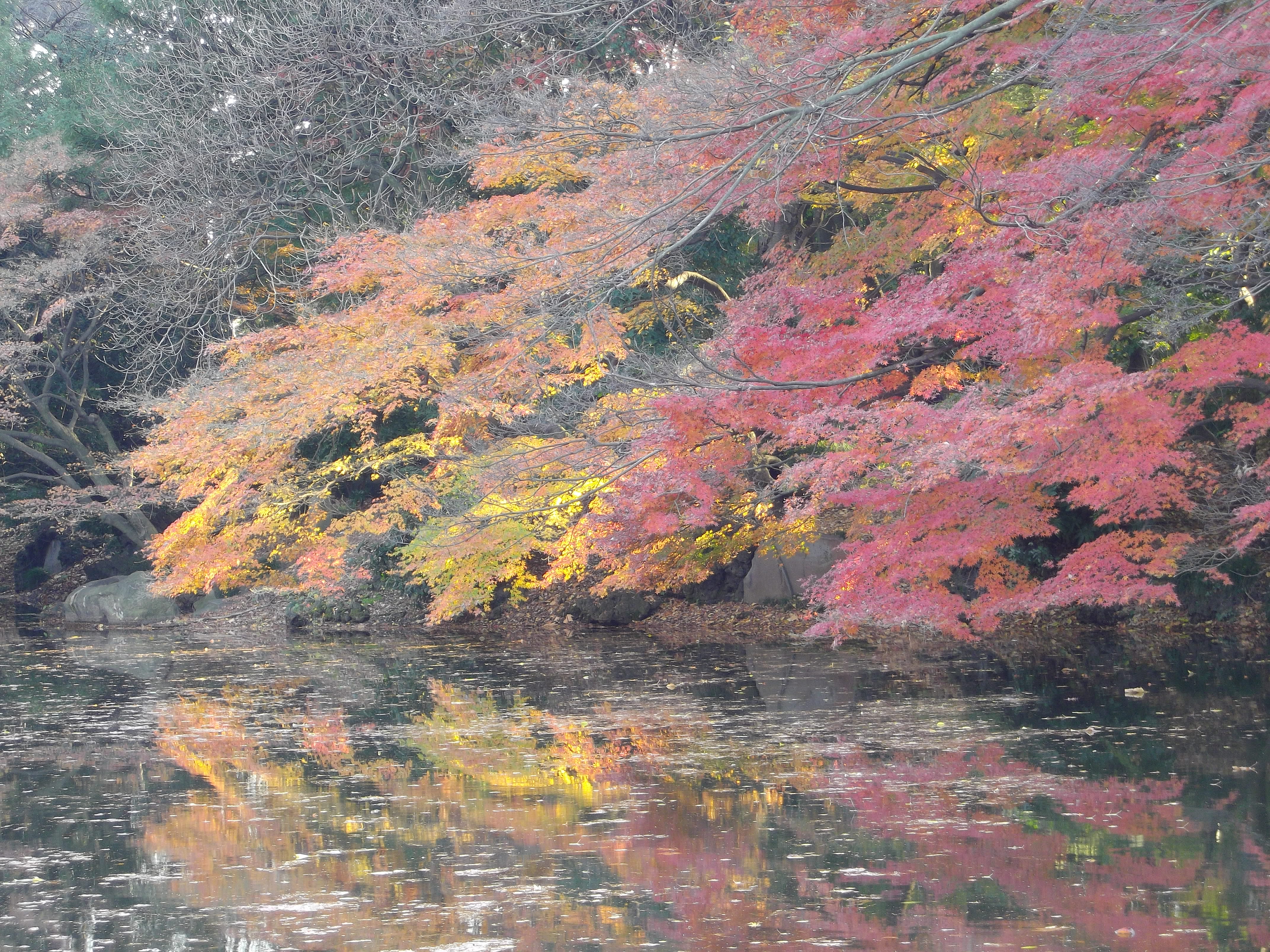 <b>望遠端<br>Optio RS1000 / 約3.3MB / 4,288×3,216 / 1/8秒 / F5.9 / 0EV / ISO100 / 19.6mm</b>