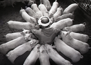 <b>(c) 山地としてる</b>