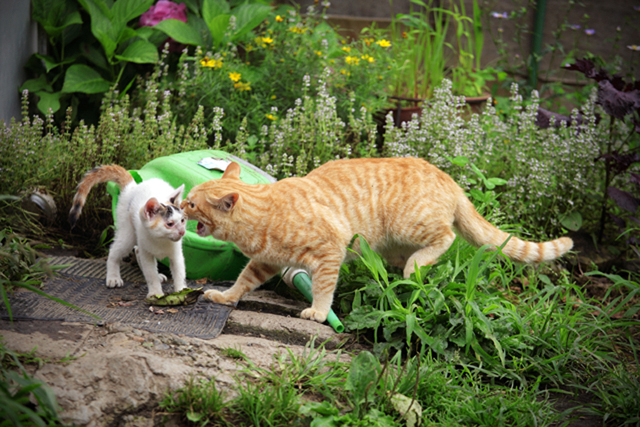 <b>(c)曽根原昇</b>