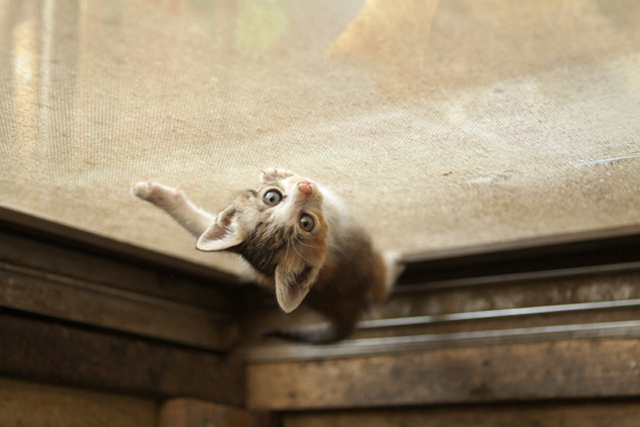 <b>(c)曽根原昇</b>