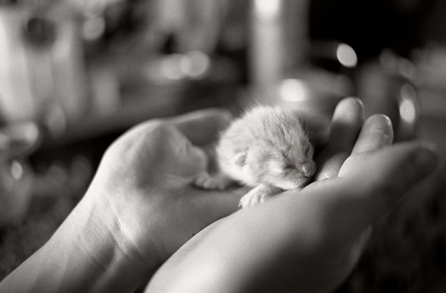 <b>(c)曽根原昇</b>