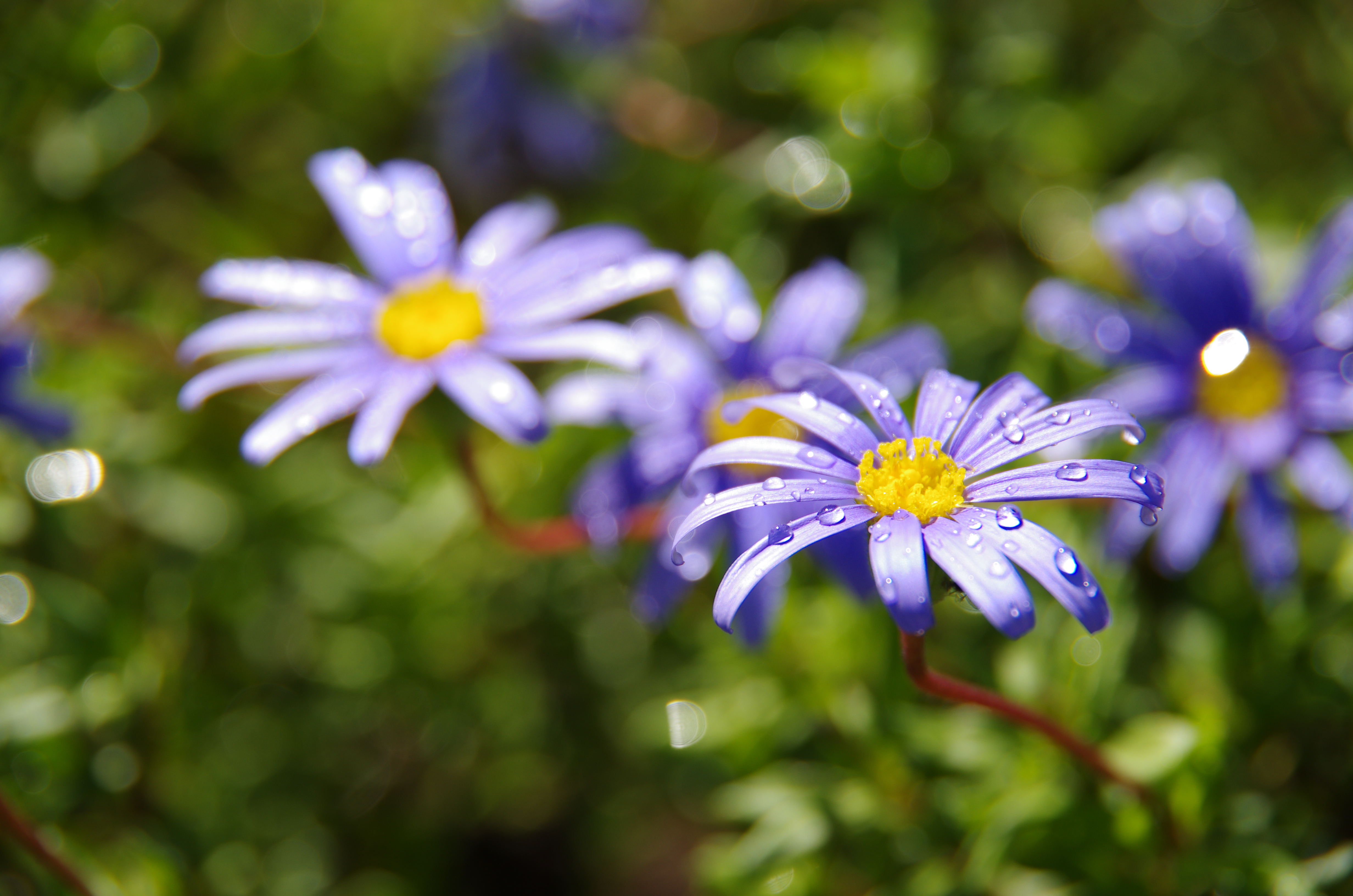 <b>K-5 / DA 18-135mm F3.5-5.6 ED AL [IF] DC WR / 約8.7MB / 4,928×3,264 / 1/320秒 / F5.6 / +0.3EV / ISO100 / WB:太陽光 / 135mm</b>