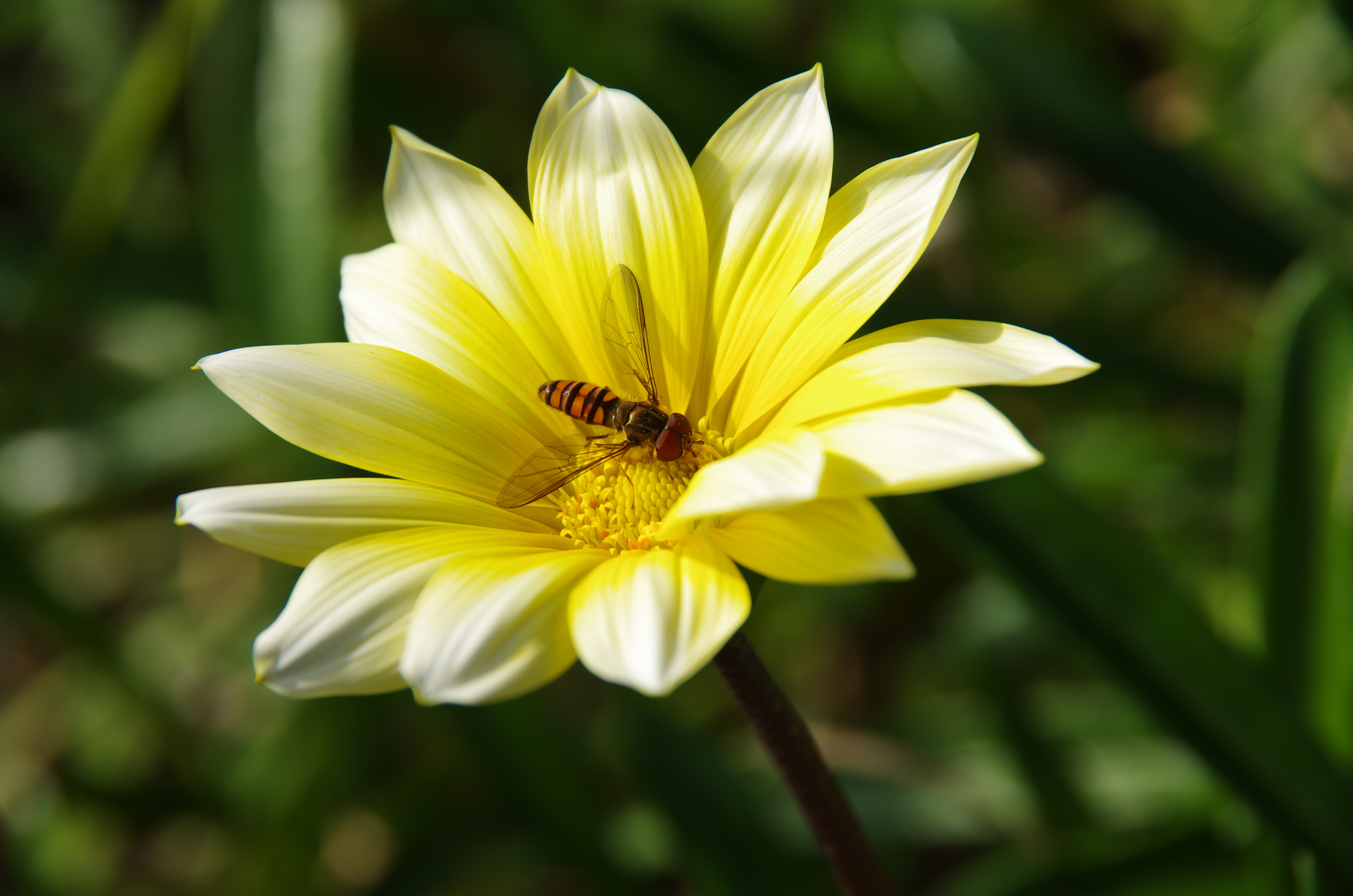 <b>K-5 / DA 18-135mm F3.5-5.6 ED AL [IF] DC WR / 約8.2MB / 4,928×3,264 / 1/125秒 / F7.1 / +1.0EV / ISO100 / WB:太陽光 / 135mm</b>