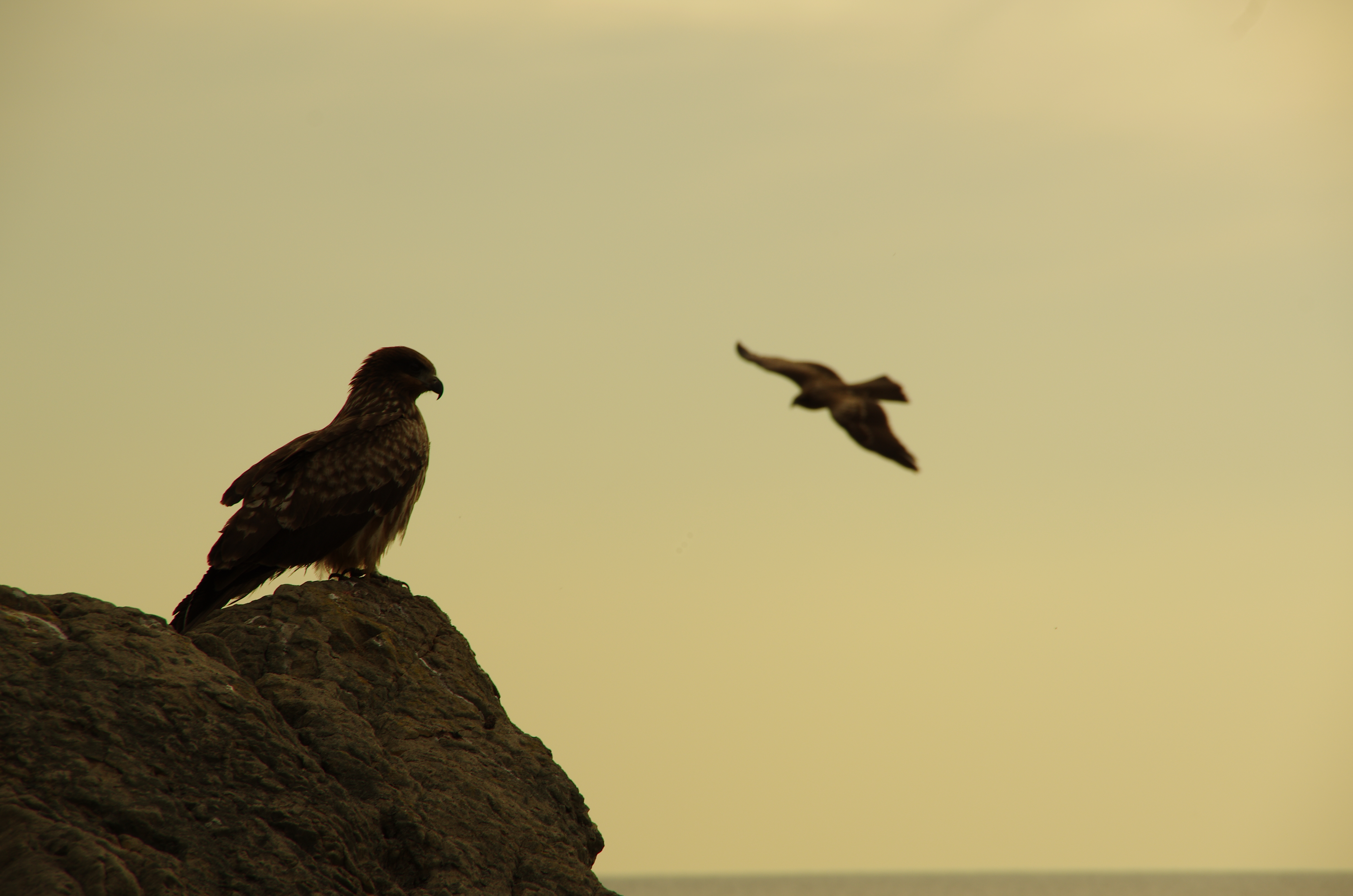 <b>K-5 / DA 18-135mm F3.5-5.6 ED AL [IF] DC WR / 約7.4MB / 4,928×3,264 / 1/400秒 / F8 / +0.3EV / ISO100 / WB:日陰 / 135mm</b>