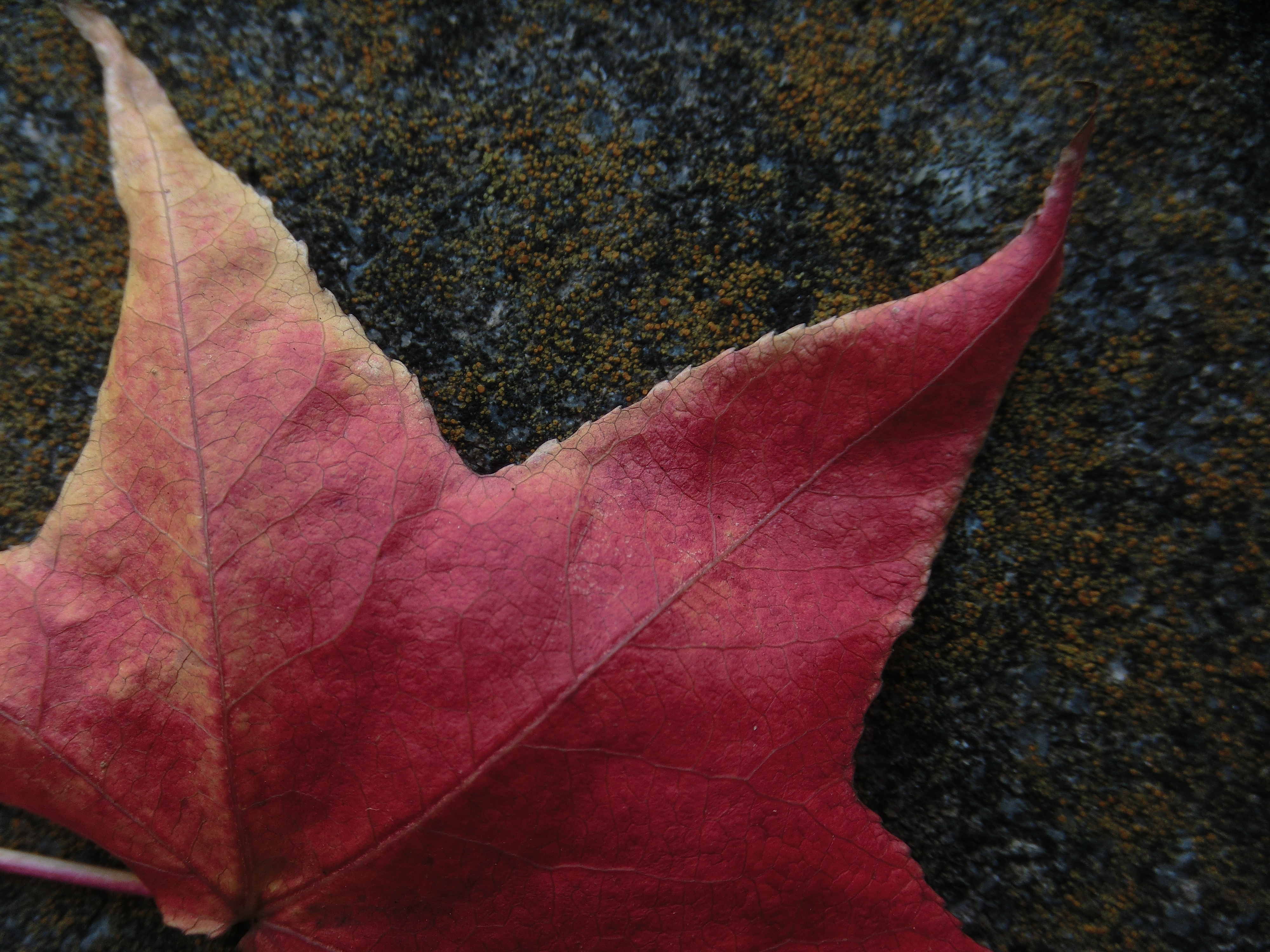 <b>広角端ではレンズ前2cmまで寄れる。切り替え操作なしでマクロ域まで一気に寄れるのは便利だ<br>EX-ZR10 / 4,000×3,000 / 1/100秒 / F3 / -1EV / ISO100 / WB:オート / 5mm（28mm相当）</b>