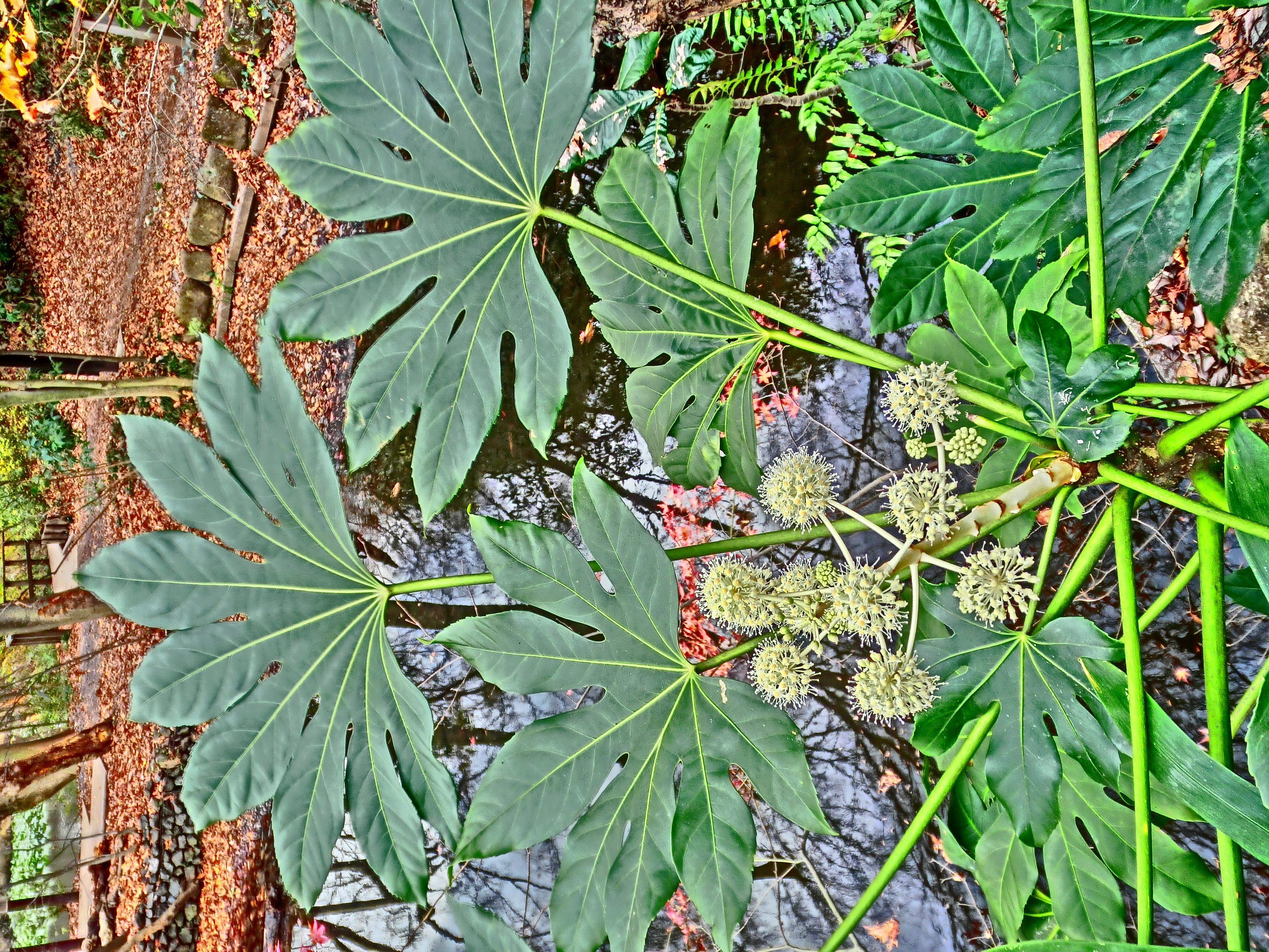 <b>上の2枚の葉は風で揺れていたので少しブレている。合成だけにやはり風の影響は問題なようだ。<br>3,648×2,736 / 1/160秒 / F3 / 0EV / ISO100 / WB:太陽光 / 5mm（28mm相当）</b>