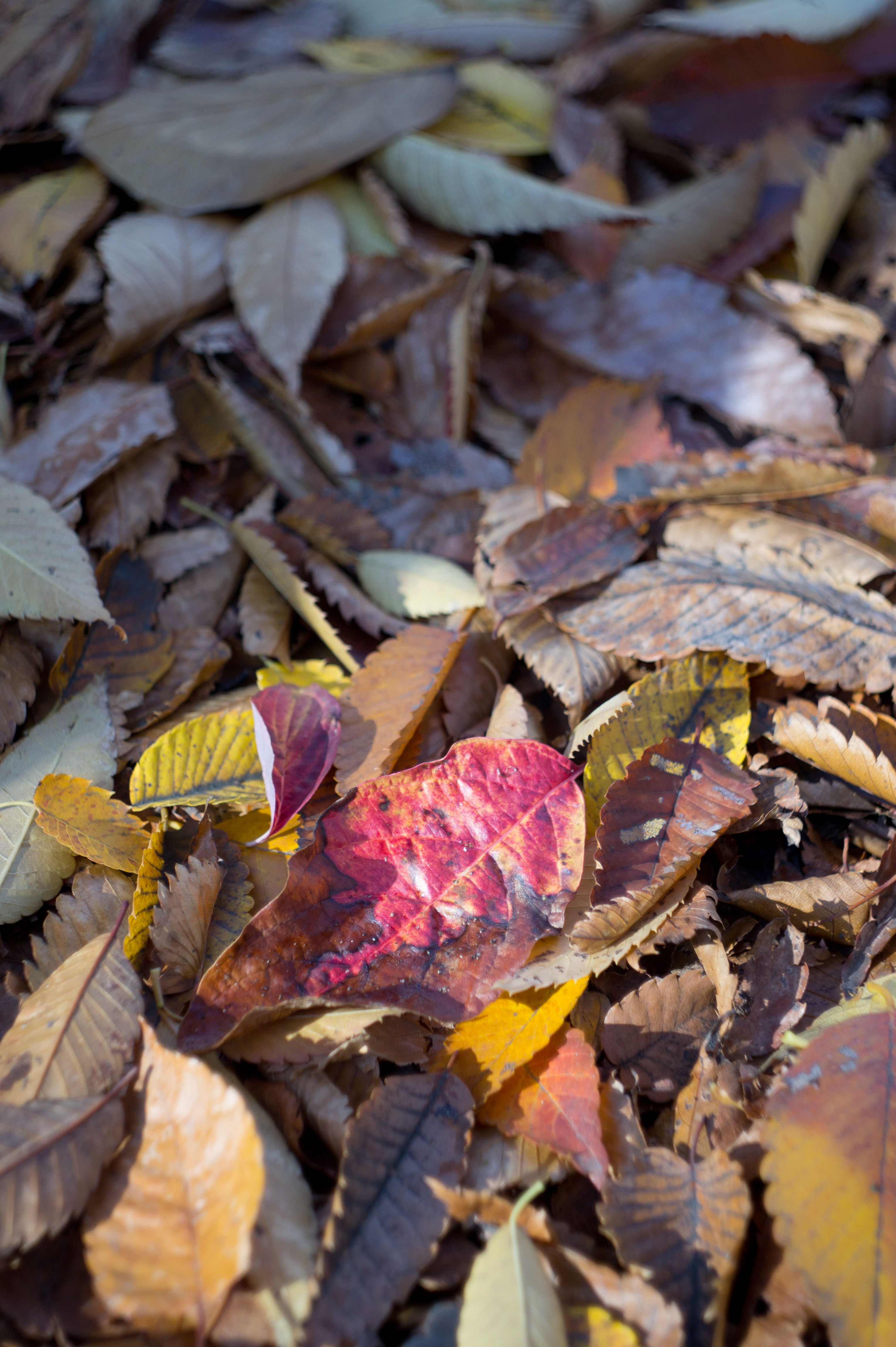 <b>NEX-5 / エクターレンズ44mm F3.5 / 4,592×3,056 / 1/250秒 / F3.5 / 0EV / ISO200 / WB:オート / 44mm</b>