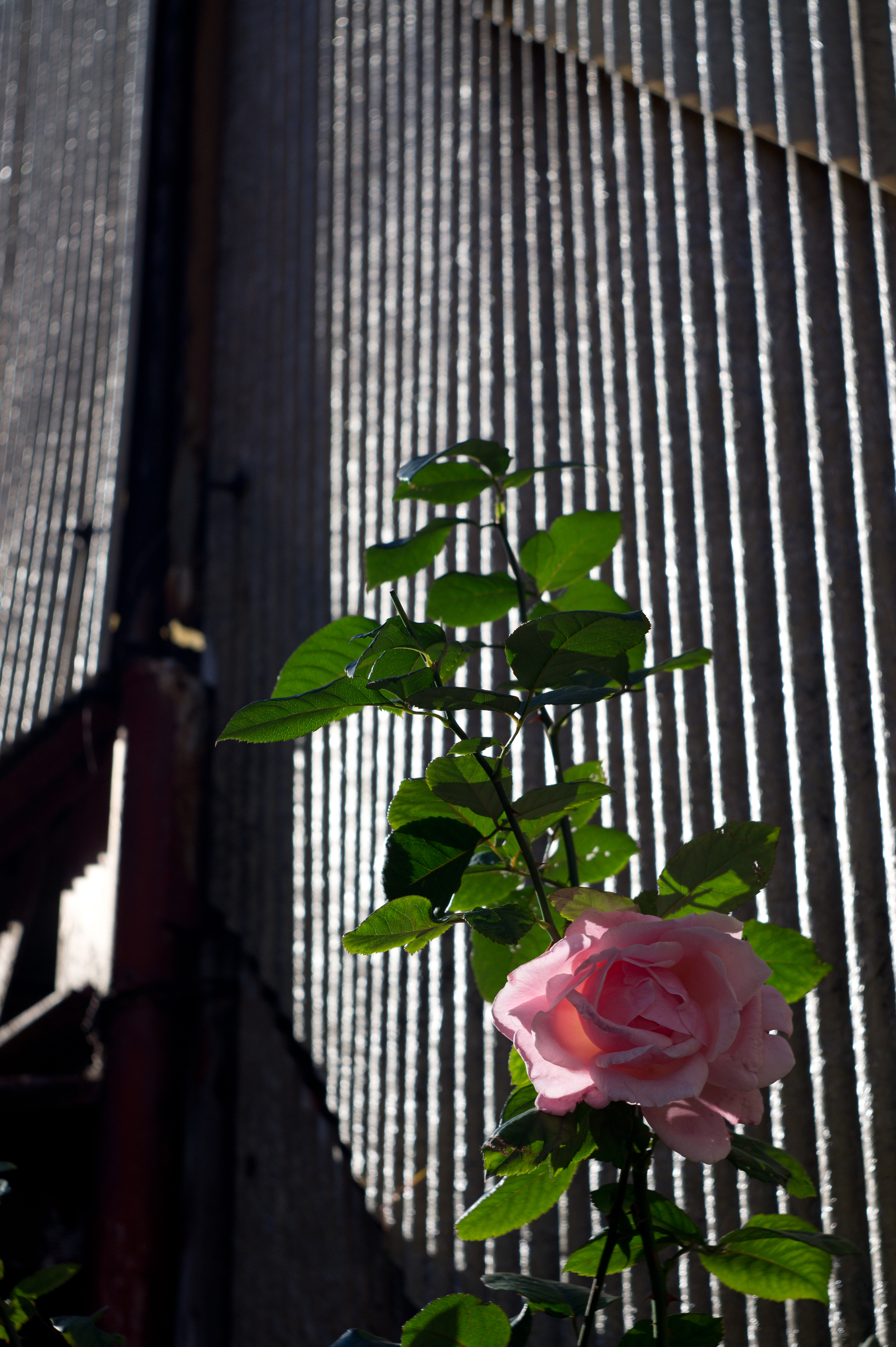 <b>NEX-5 / エクターレンズ44mm F3.5 / 4,592×3,056 / 1/800秒 / F5.6 / 0EV / ISO200 / WB:オート / 44mm</b>