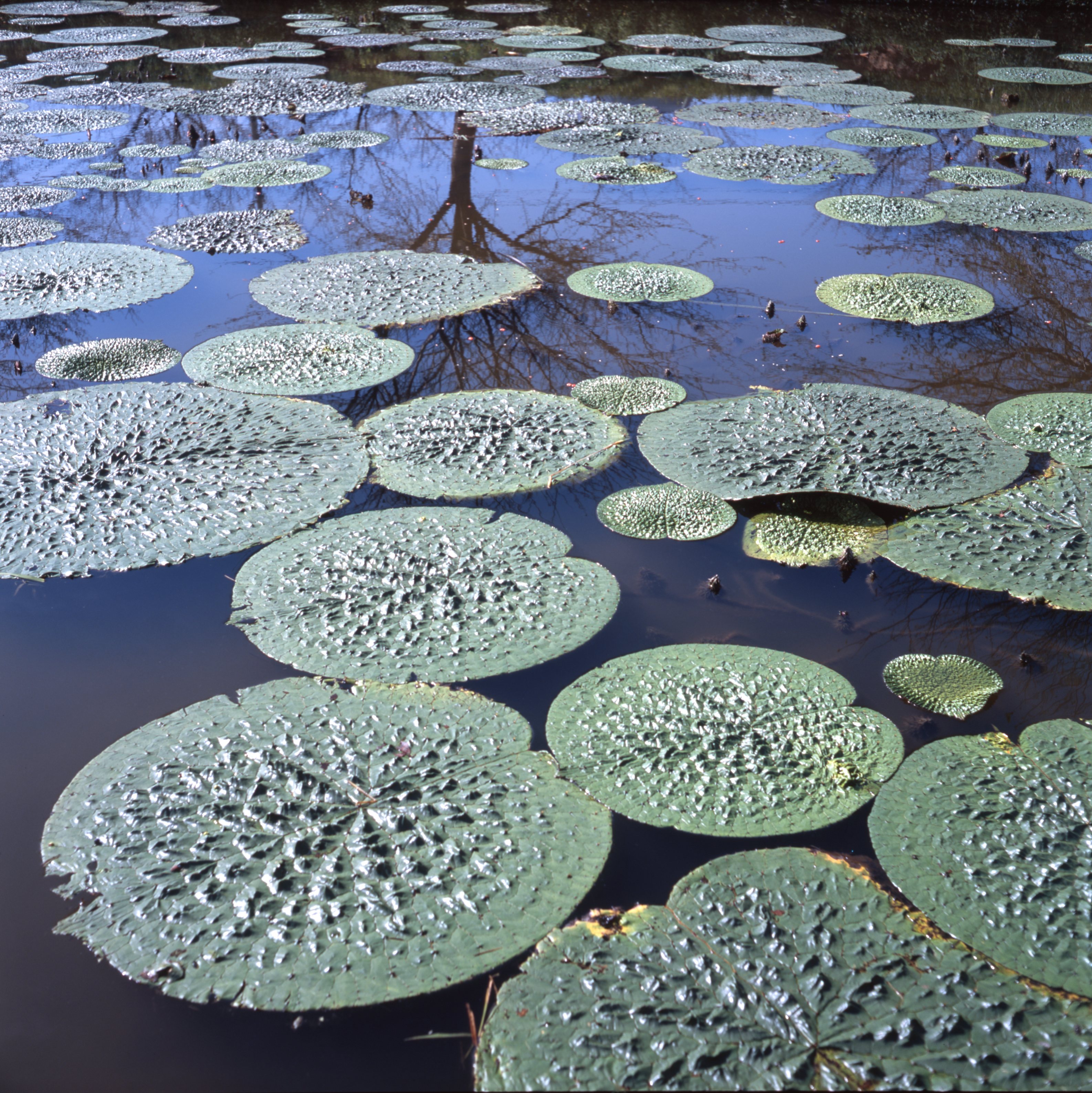 <b>GT-X970（リバーサル6×6cm）4,800dpi</b>