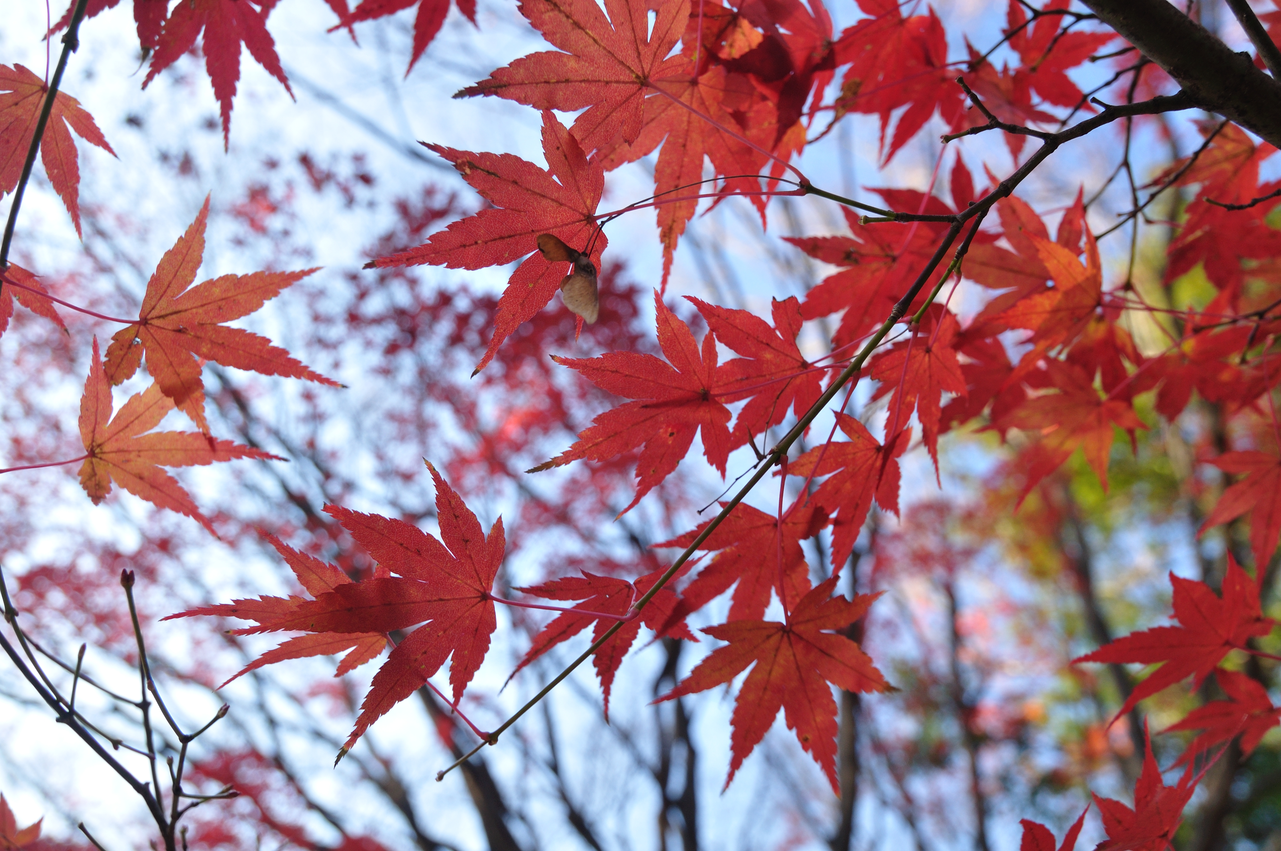 <b>マルチコートタイプMCサーキュラーPLで撮影 / D90 / AT-X 124 PRO DX / 約7.1MB / 4,288×2,848 / 1/20秒 / F8 / 0.0EV / ISO200 / WB:晴天 / 22mm</b>