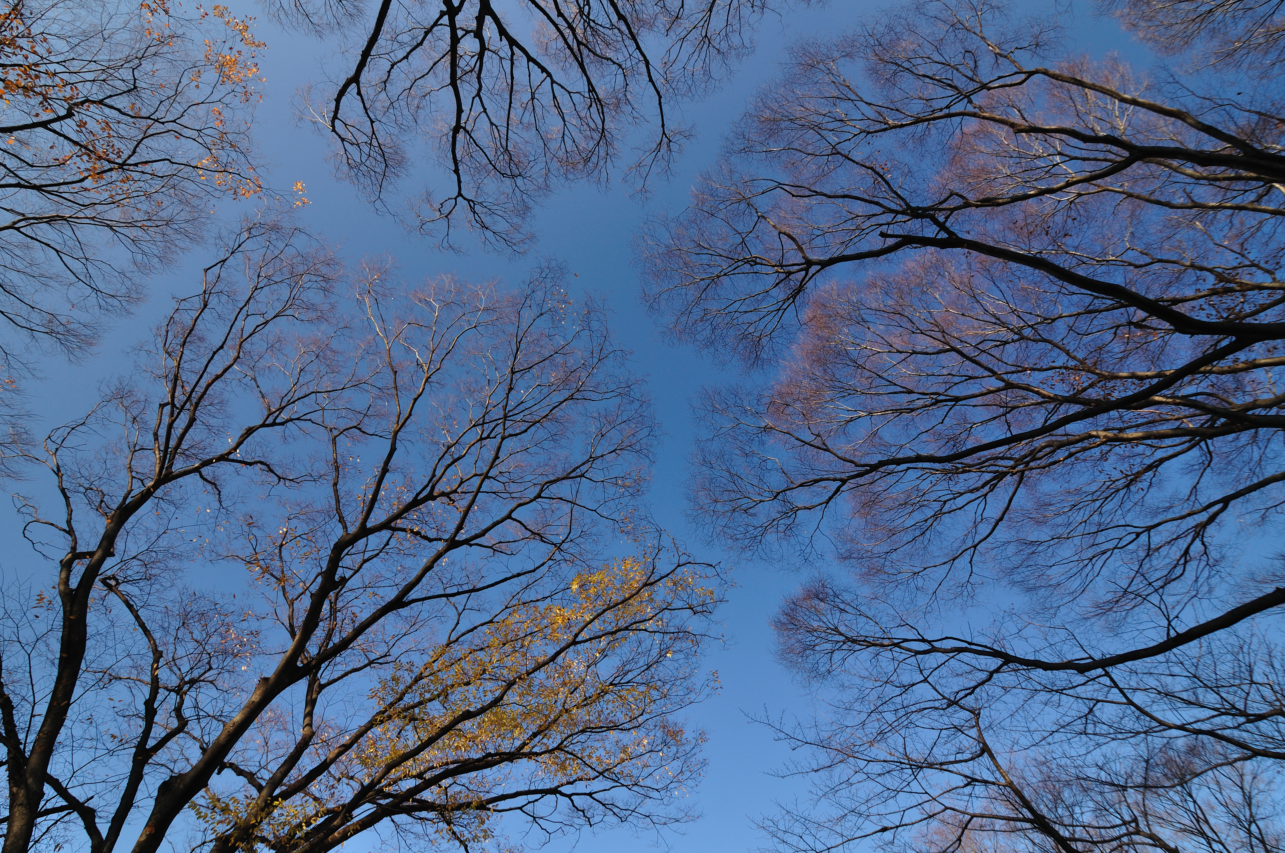 <b>Zeta EXサーキュラーPLフィルターで撮影 / D90 / AT-X 124 PRO DX / 約11.2MB / 4,288×2,848 / 1/125秒 / F5.6 / 0.0EV / ISO200 / WB:晴天 / 13.0mm</b>