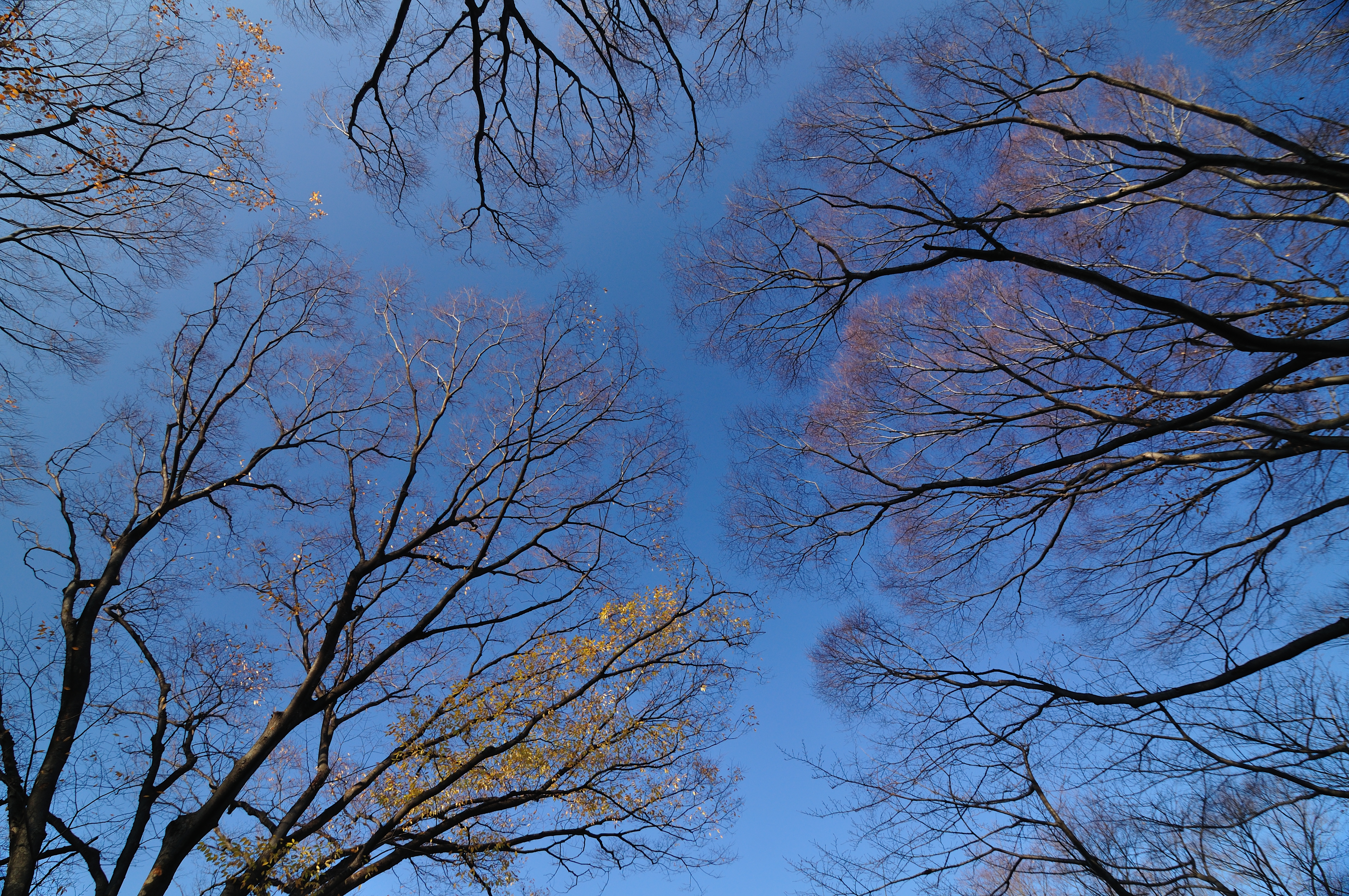 <b>マルチコートタイプMCサーキュラーPLで撮影 / D90 / AT-X 124 PRO DX / 約11.4MB / 4,288×2,848 / 1/80秒 / F5.6 / 0.0EV / ISO200 / WB:晴天 / 13.0mm</b>