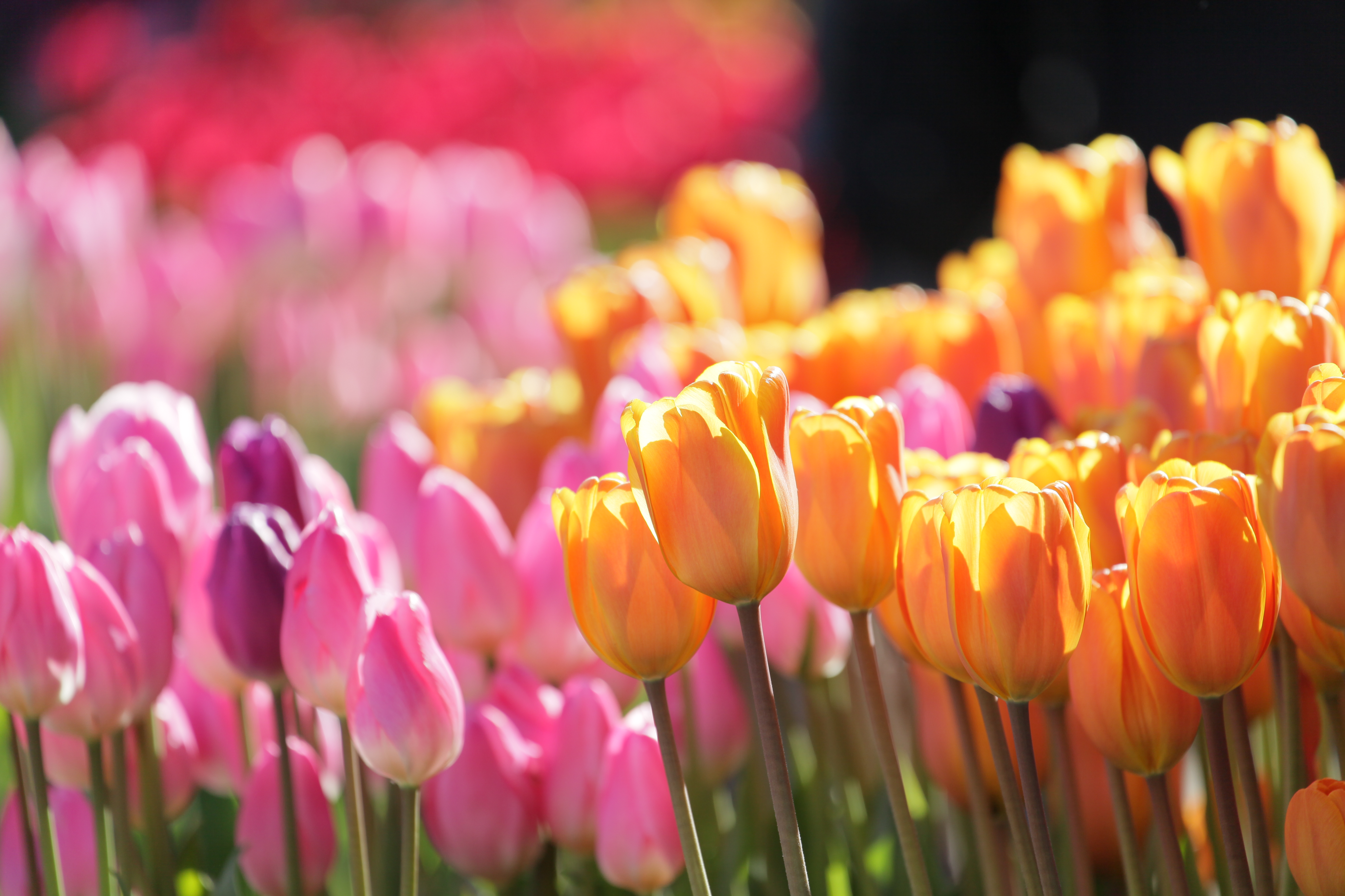 <b>EOS 5D Mark II / EF 70-300mm F4-5.6 L IS USM / 5,616×3,744 / 1/320秒 / F5.6 / 0EV / ISO200 / マニュアル / WB:オート / 300mm<br>撮影場所/江の島サムエル・コッキング苑</b>