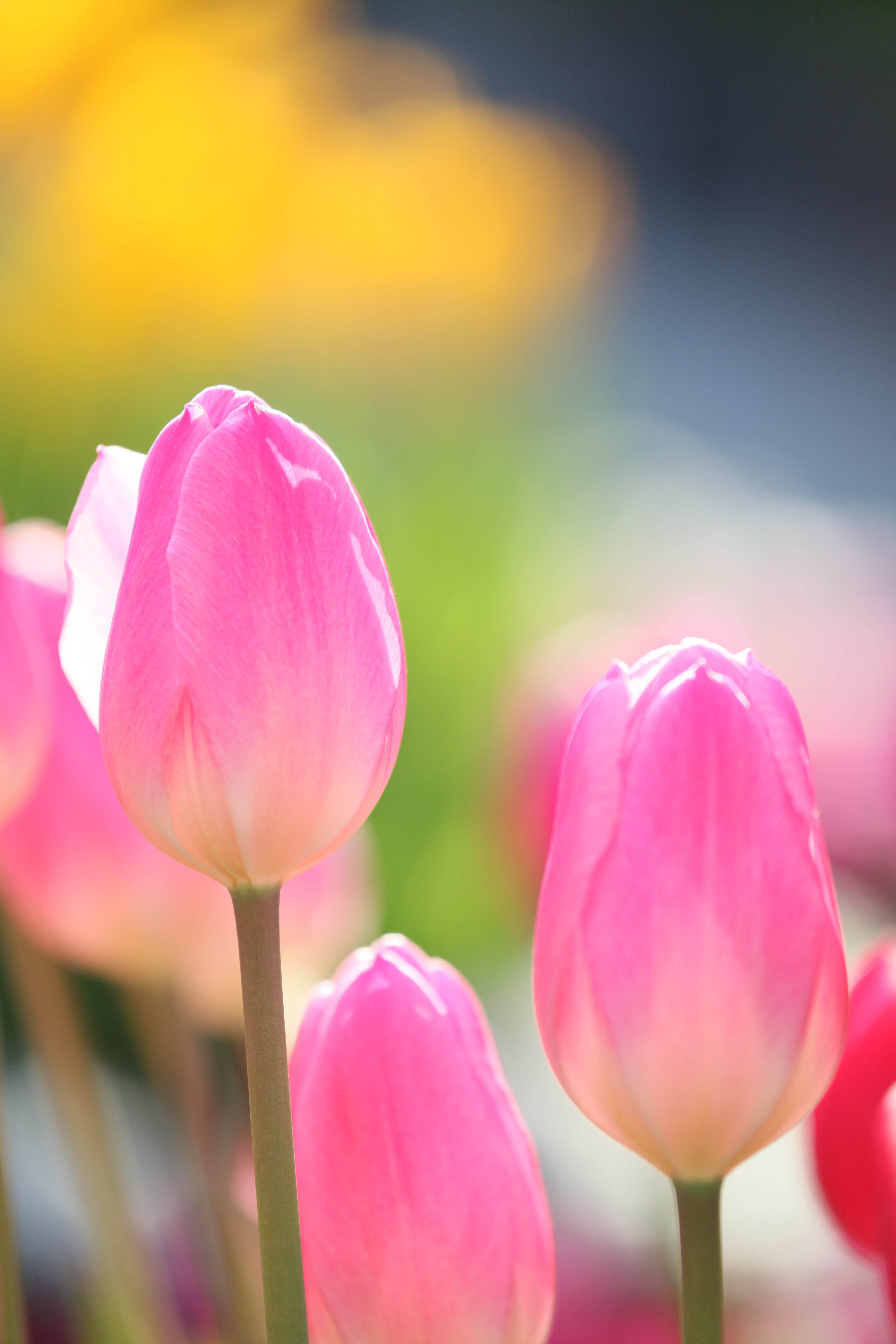 <b>EOS 5D Mark II / EF 70-300mm F4-5.6 L IS USM / 5,616×3,744 / 1/320秒 / F5.6 / +1.3EV / ISO200 / 絞り優先AE / WB:オート / 252mm<br>撮影場所/江の島サムエル・コッキング苑</b>