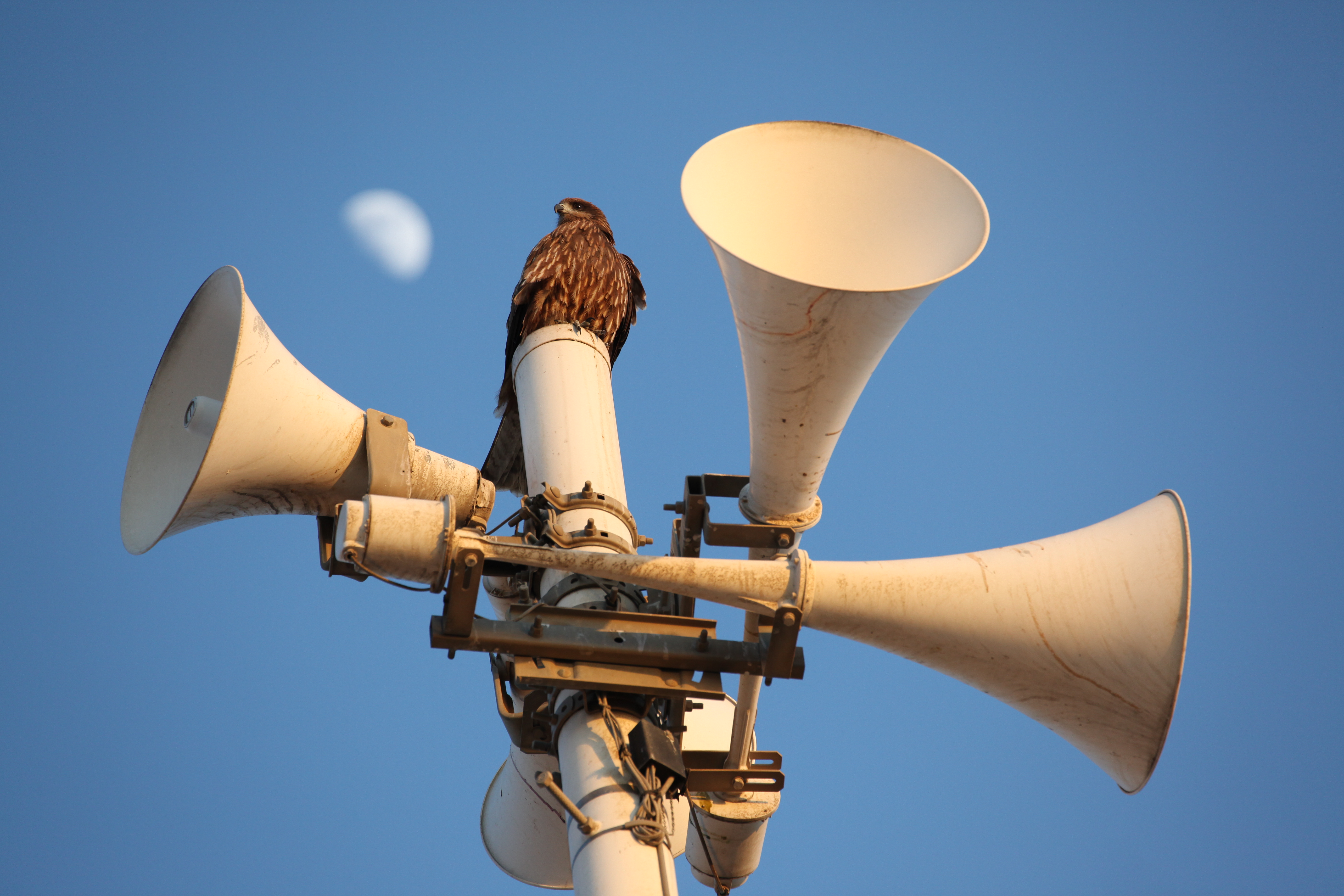 <b>EOS 5D Mark II / EF 70-300mm F4-5.6 L IS USM / 5,616×3,744 / 1/640秒 / F5.6 / +0.7EV / ISO500 / シャッター優先AE / WB:オート / 260mm</b>