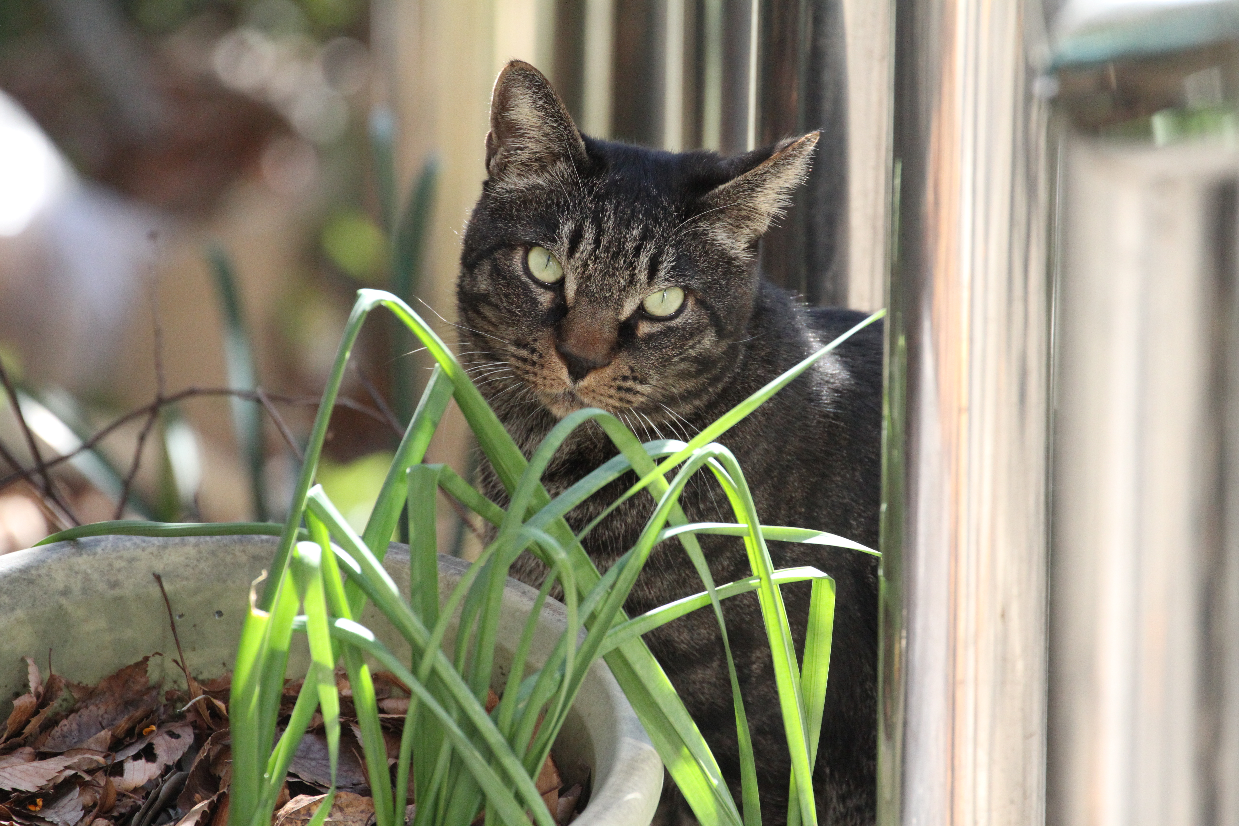 <b>EOS 7D / EF 70-300mm F4-5.6 L IS USM / 5,184×3,456 / 1/1,250秒 / F5.6 / +0.7EV / ISO2500 / シャッター優先AE / WB:オート / 300mm</b>