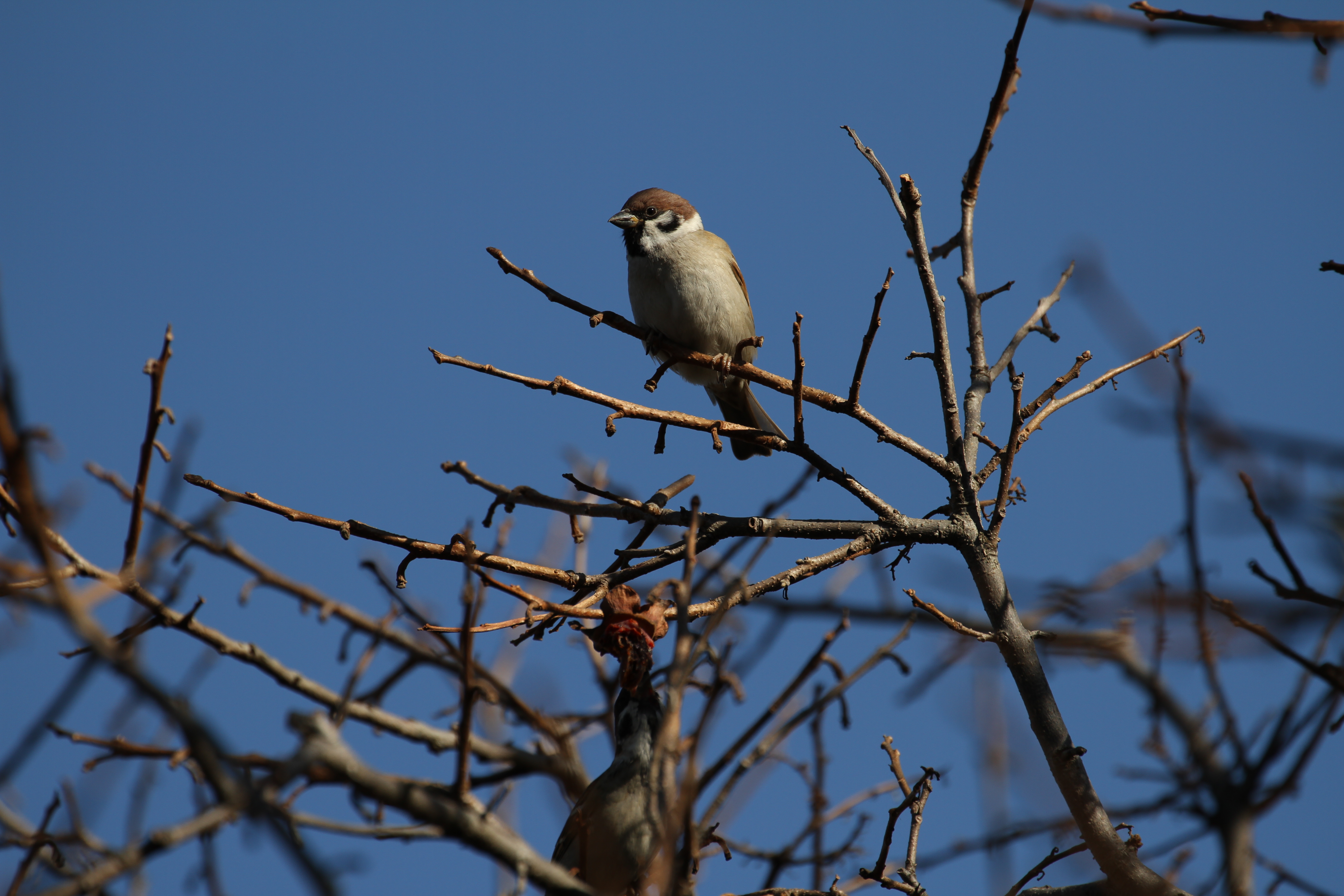 <b>EOS 7D / EF 70-300mm F4-5.6 L IS USM / 5,184×3,456 / 1/800秒 / F5.6 / -0.3EV / ISO100 / シャッター優先AE / WB:オート / 300mm</b>