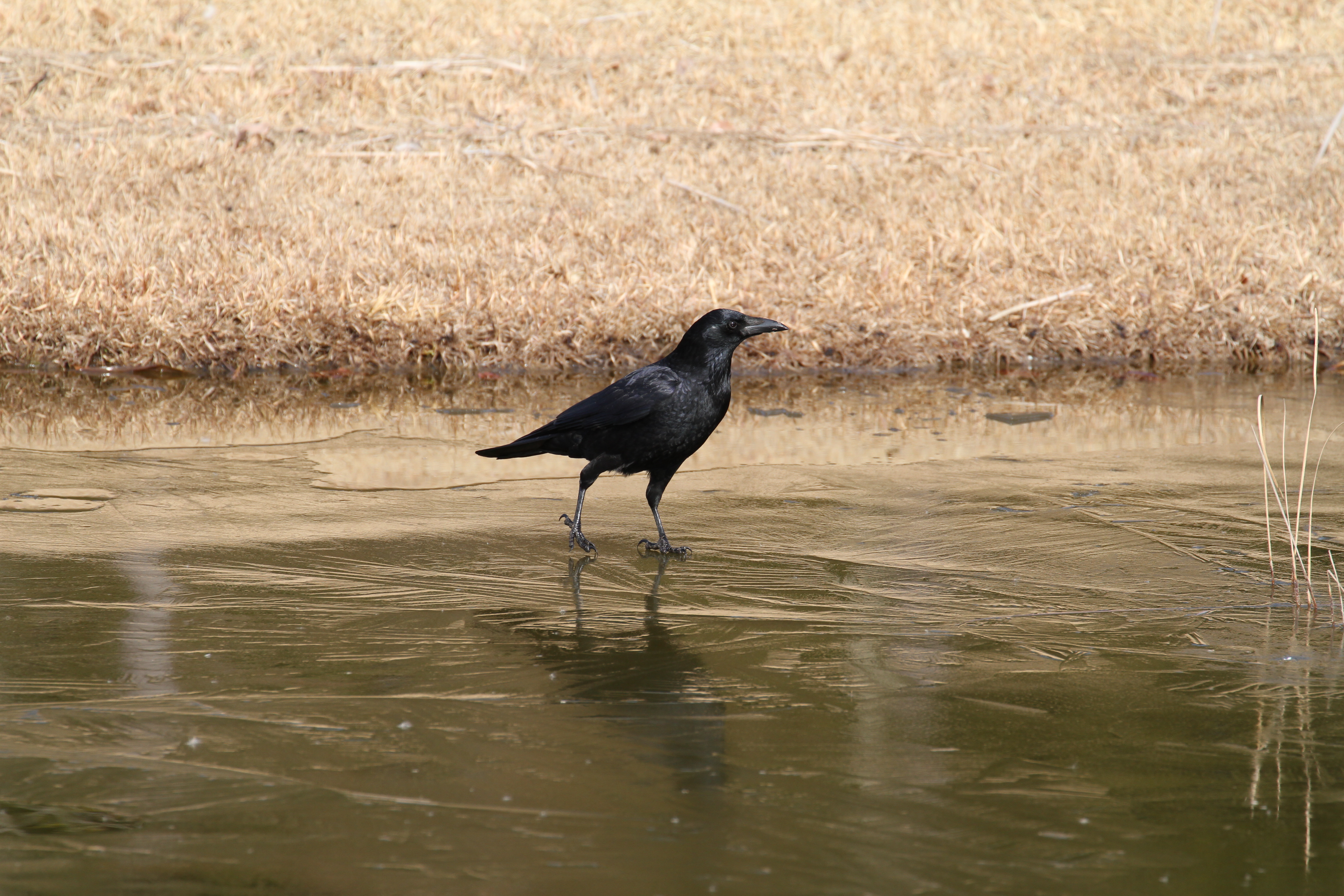 <b>EOS 7D / EF 70-300mm F4-5.6 L IS USM / 5,184×3,456 / 1/800秒 / F6.3 / 0EV / ISO250 / シャッター優先AE / WB:オート / 300mm</b>