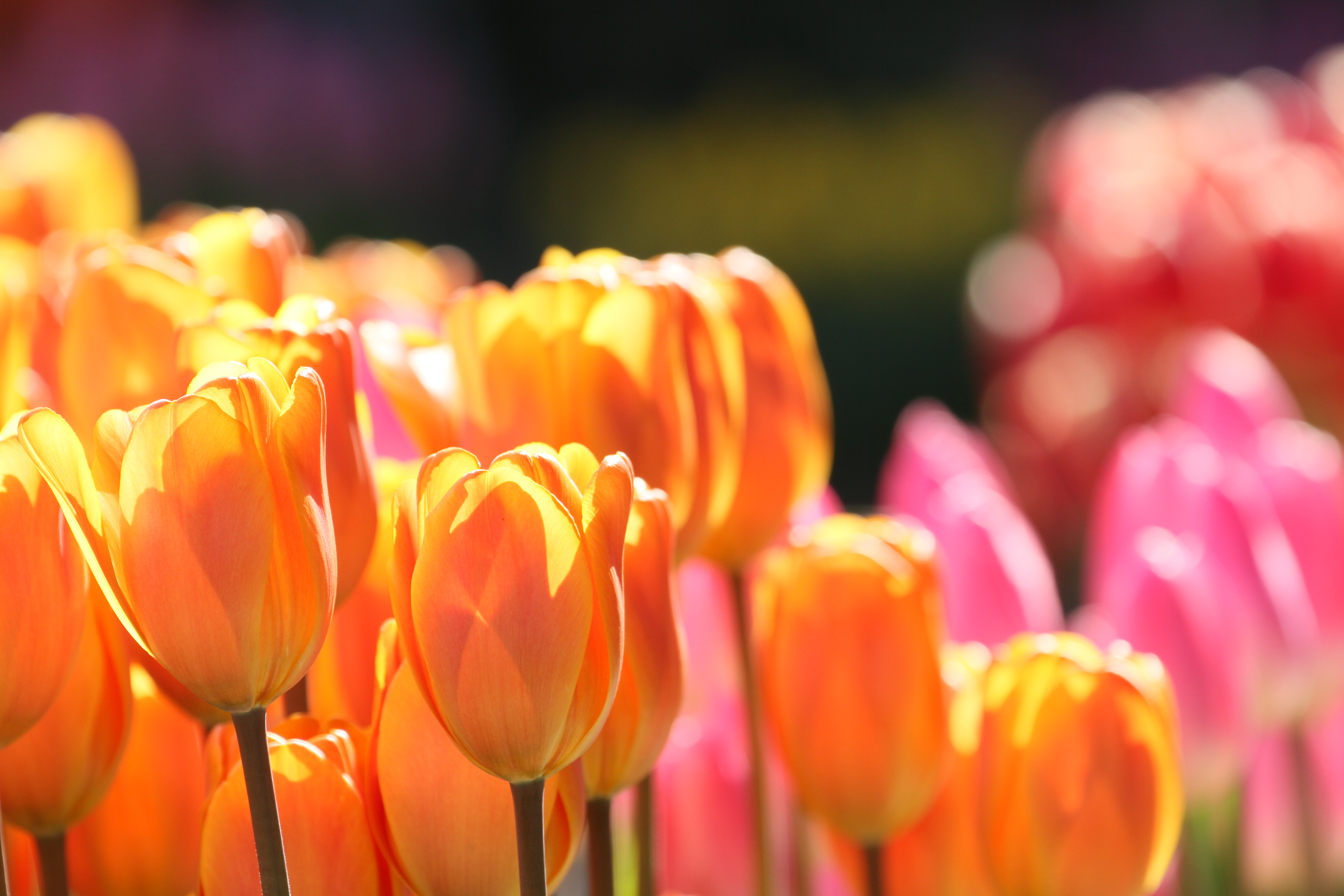 <b>EOS 7D / EF 70-300mm F4-5.6 L IS USM / 5,184×3,456 / 1/320秒 / F5.6 / +0.7EV / ISO200 / 絞り優先AE / WB:太陽光 / 252mm<br>撮影場所/江の島サムエル・コッキング苑</b>