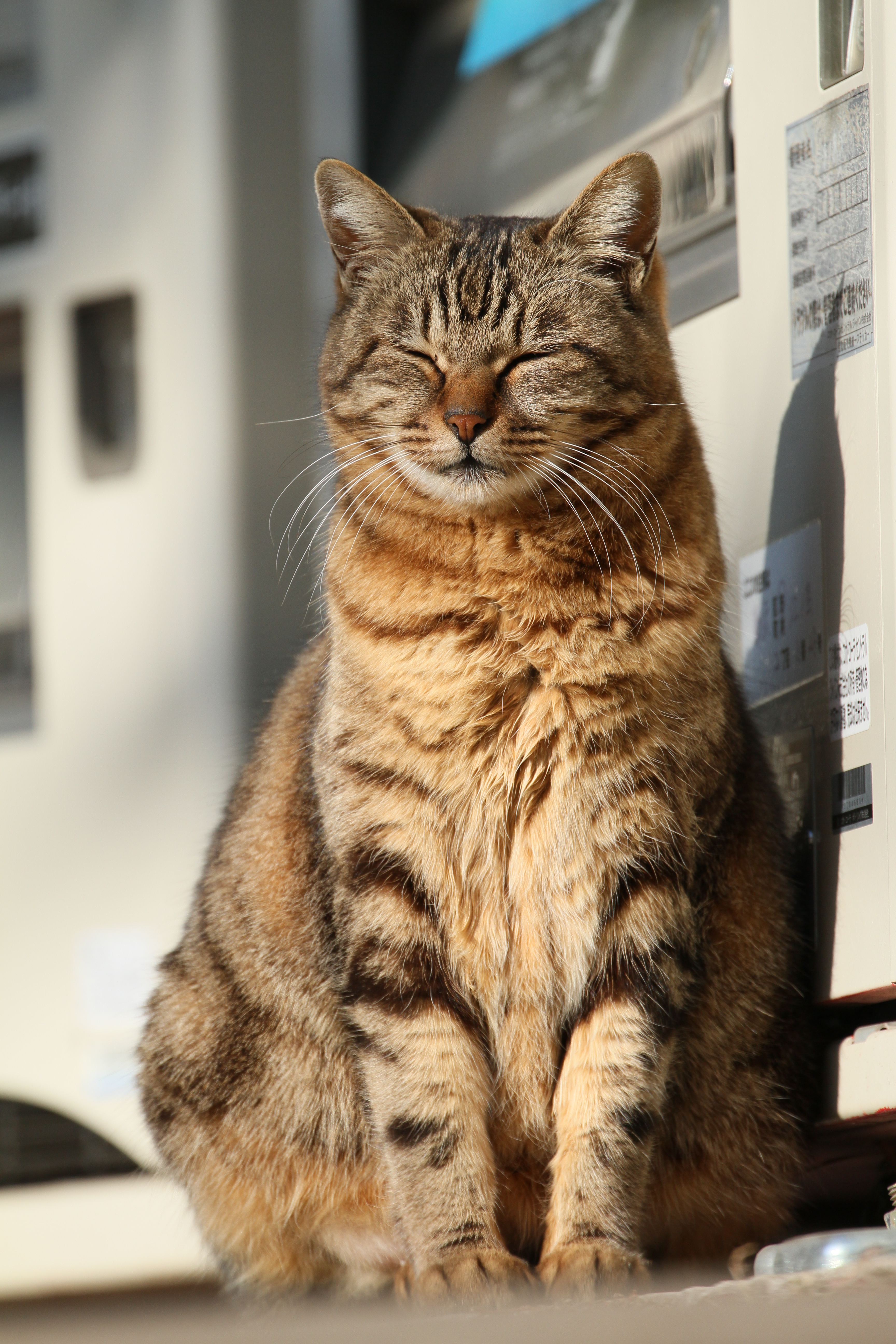 <b>EOS 7D / EF 70-300mm F4-5.6 L IS USM / 5,184×3,456 / 1/800秒 / F6.3 / +0.3EV / ISO250 / シャッター優先AE / WB:4,800K / 277mm</b>