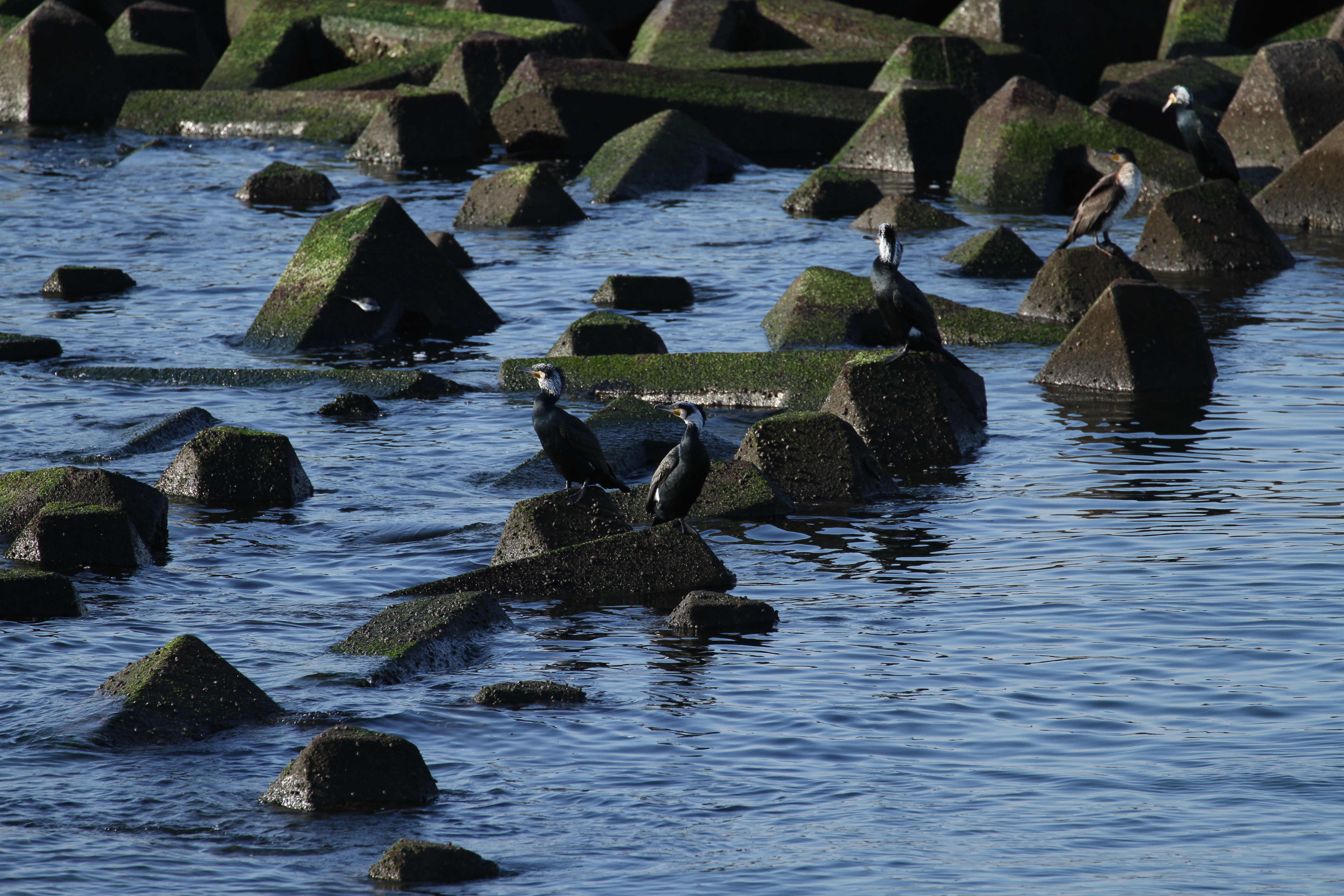 <b>EOS 7D / EF 70-300mm F4-5.6 L IS USM / 5,184×3,456 / 1/640秒 / F5.6 / -0.3EV / ISO200 / シャッター優先AE / WB:4,800K / 300mm</b>