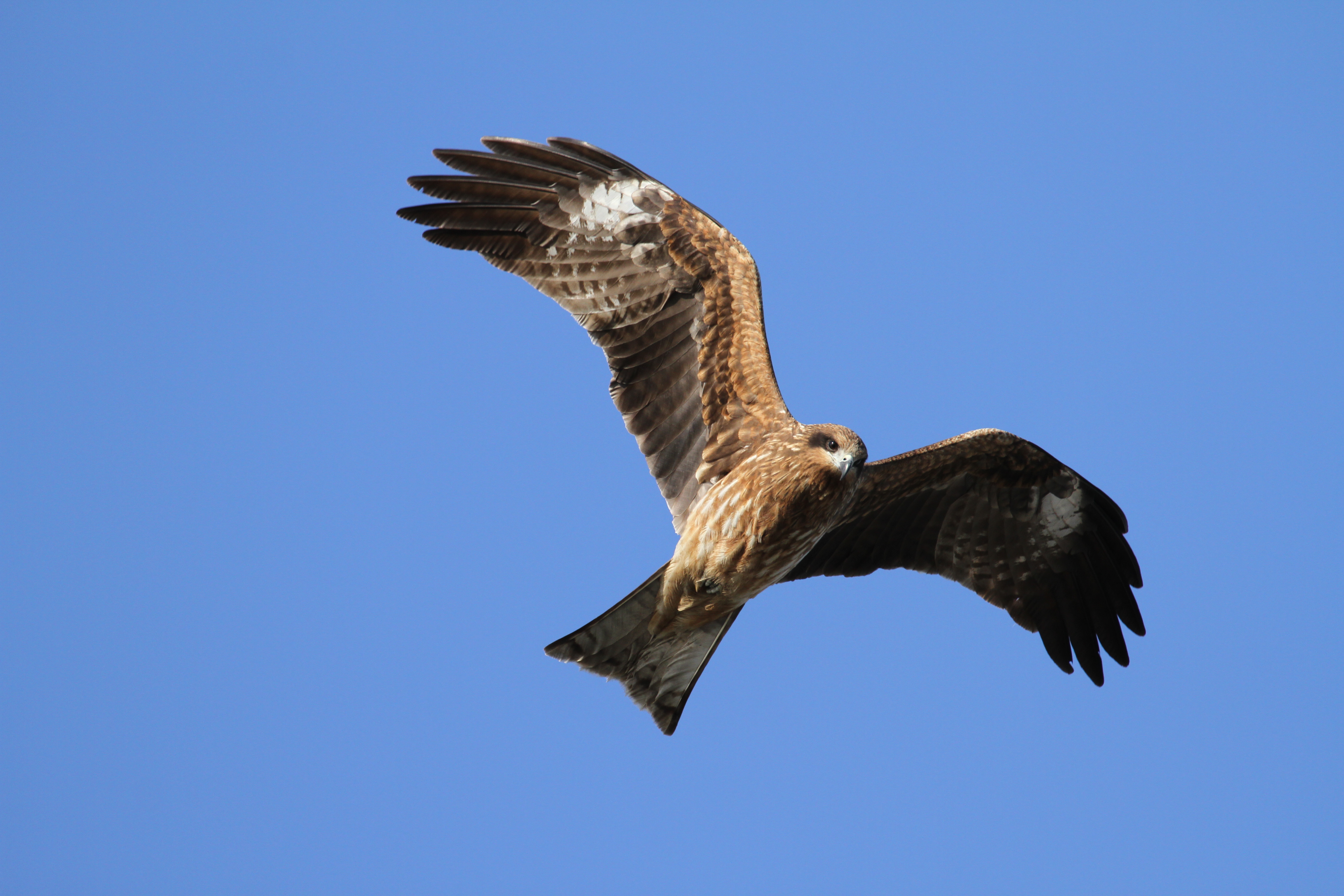 <b>EOS 7D / EF 70-300mm F4-5.6 L IS USM / 5,184×3,456 / 1/1,600秒 / F5.6 / 0EV / ISO320 / シャッター優先AE / WB:4,800K / 300mm</b>