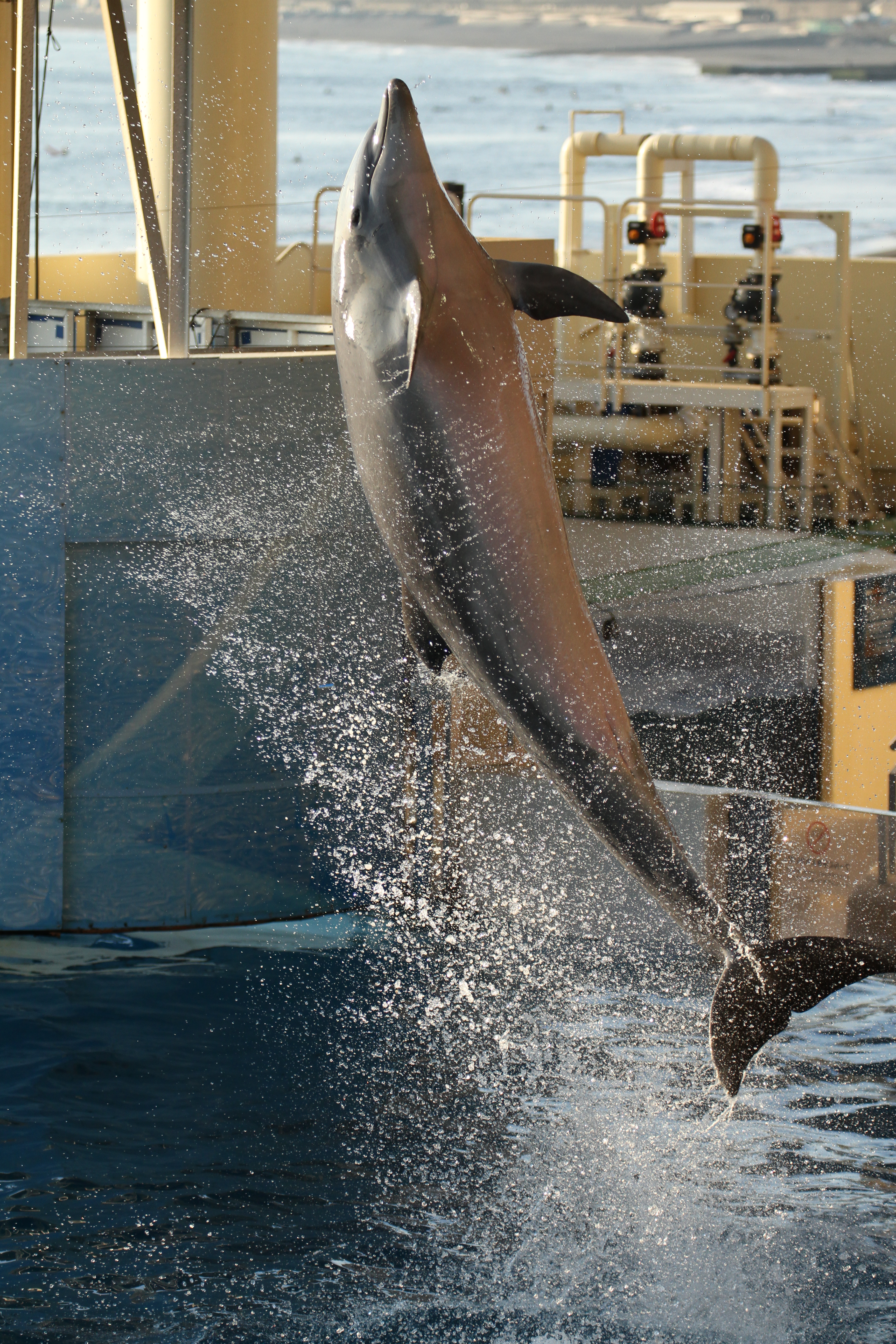 <b>EOS 7D / EF 70-300mm F4-5.6 L IS USM / 5,184×3,456 / 1/1,250秒 / F4.5 / 0EV / ISO400 / シャッター優先AE / WB:太陽光 / 120mm<br>撮影場所/新江ノ島水族館</b>