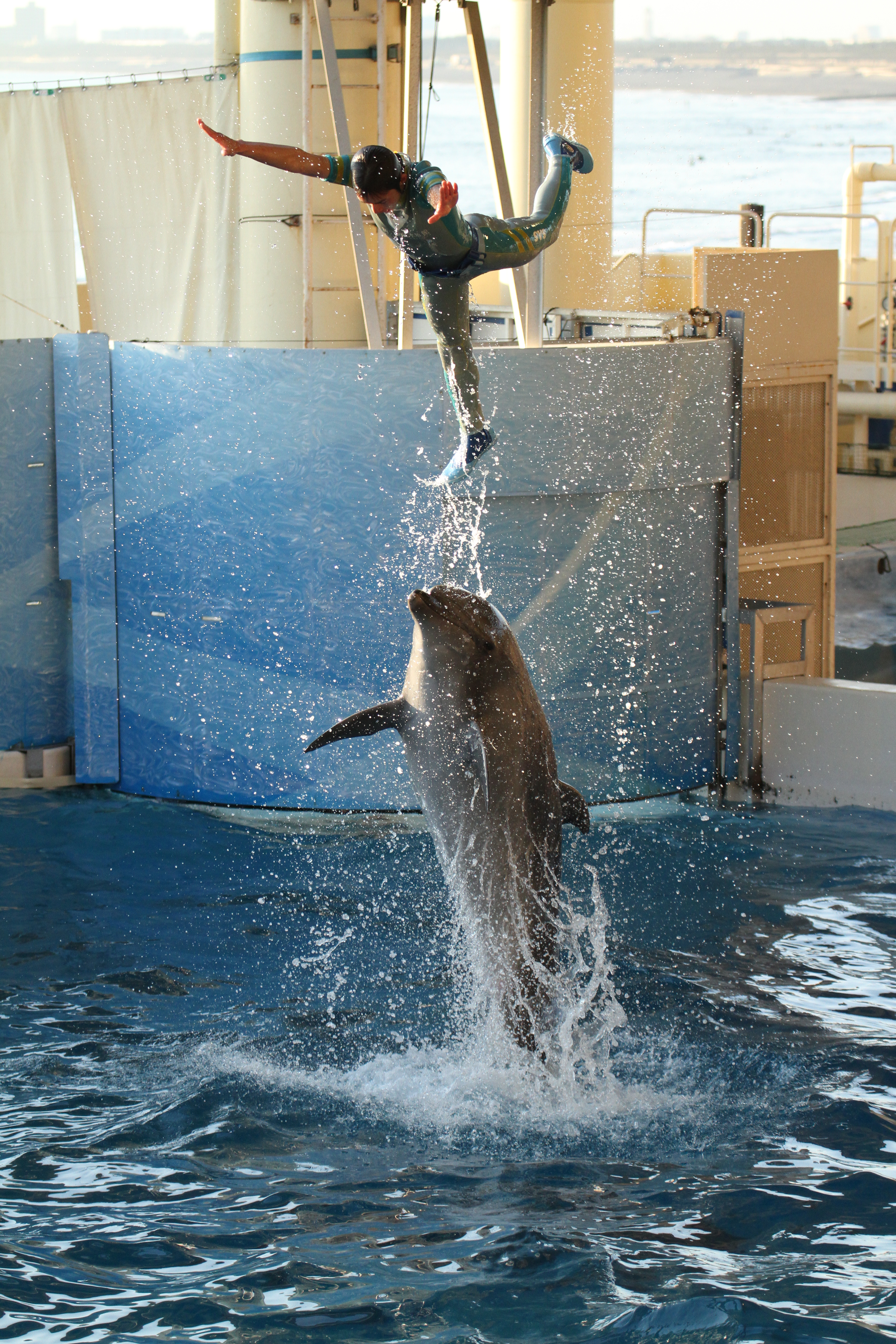 <b>EOS 7D / EF 70-300mm F4-5.6 L IS USM / 5,184×3,456 / 1/1,600秒 / F4.5 / 0EV / ISO1000 / シャッター優先AE / WB:太陽光 / 95mm<br>撮影場所/新江ノ島水族館</b>