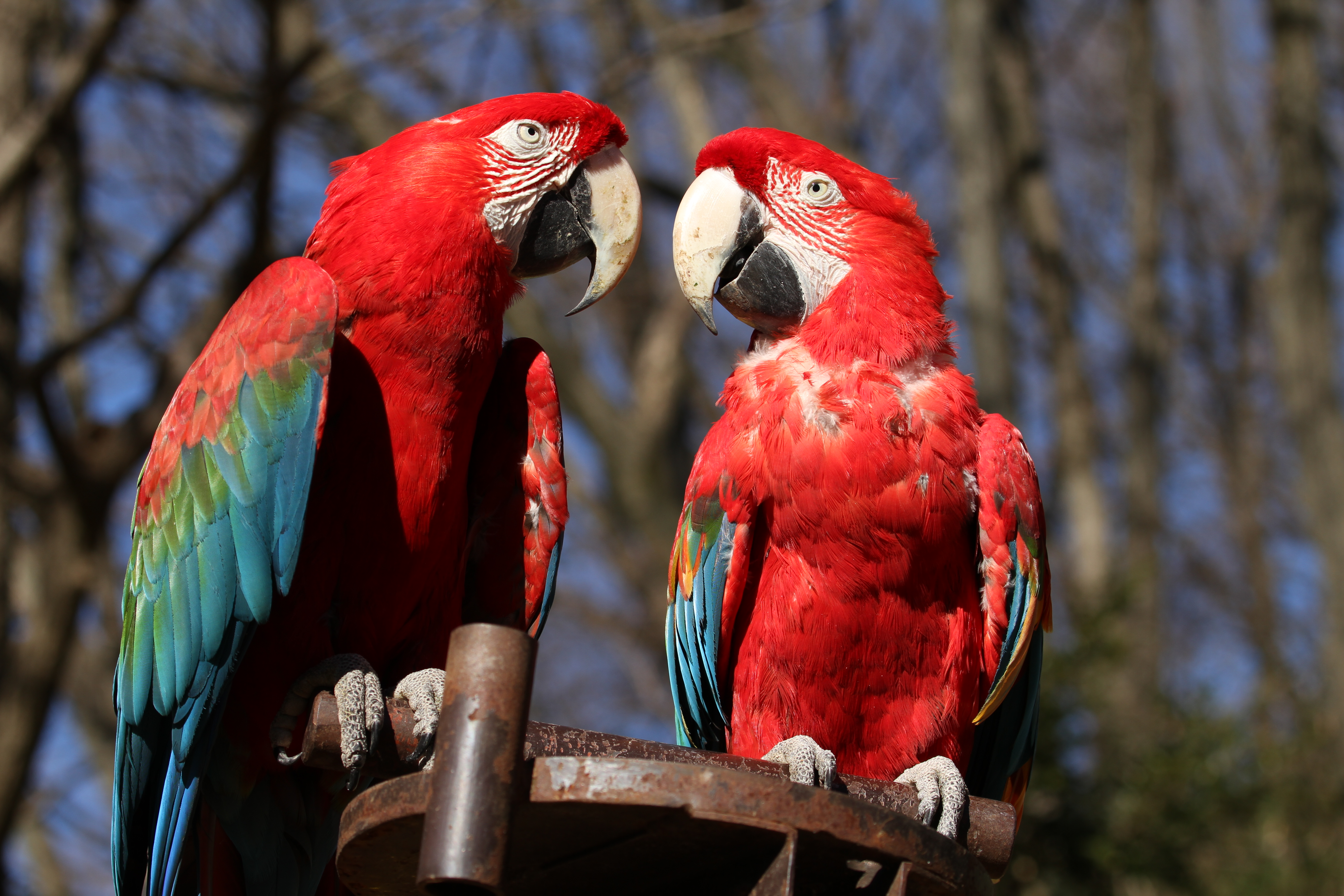 <b>EOS 7D / EF 70-300mm F4-5.6 L IS USM / 5,184×3,456 / 1/500秒 / F6.3 / -0.7EV / ISO100 / 絞り優先AE / WB:太陽光 / 79mm<br>撮影場所/多摩動物公園</b>